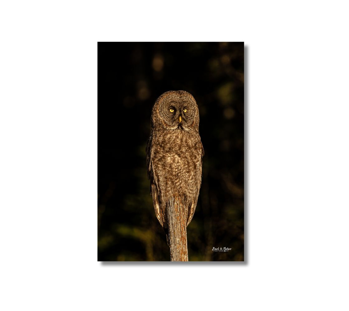 This is a 24 x 16 inch portrait canvas print. This is a photo of a great grey owl during the golden hour. The owl is in warm tones of brown with yellow eyes. It is perched on an old fence post and the background is mottled shades of dark green and black.