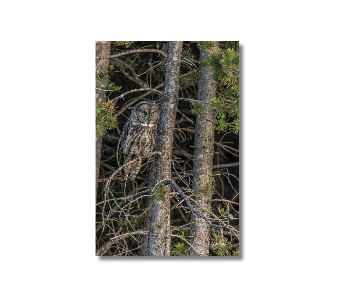 This is a 24 x 16 inch portrait canvas print. This is a photo of a great grey owl in brown and white tones perched in a pine tree. The background is green pine boughs in grey pine trees.