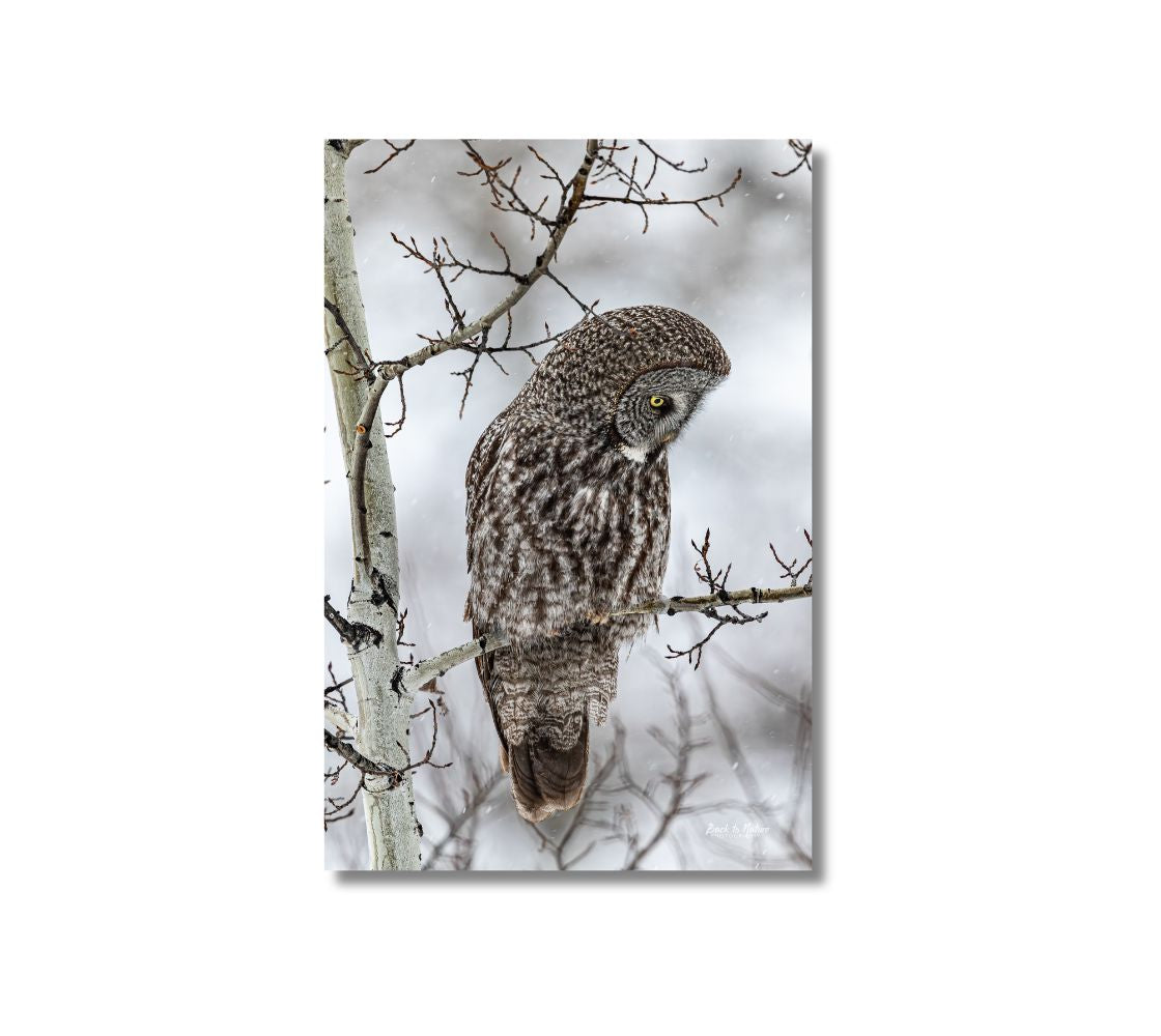 This is a 24 x 16 inch portrait canvas print. This is a photo of a great grey owl perched on branch. The background is white and grey, with blurred tree branches due to the fog and frost, with a great grey owl perched on a branch.