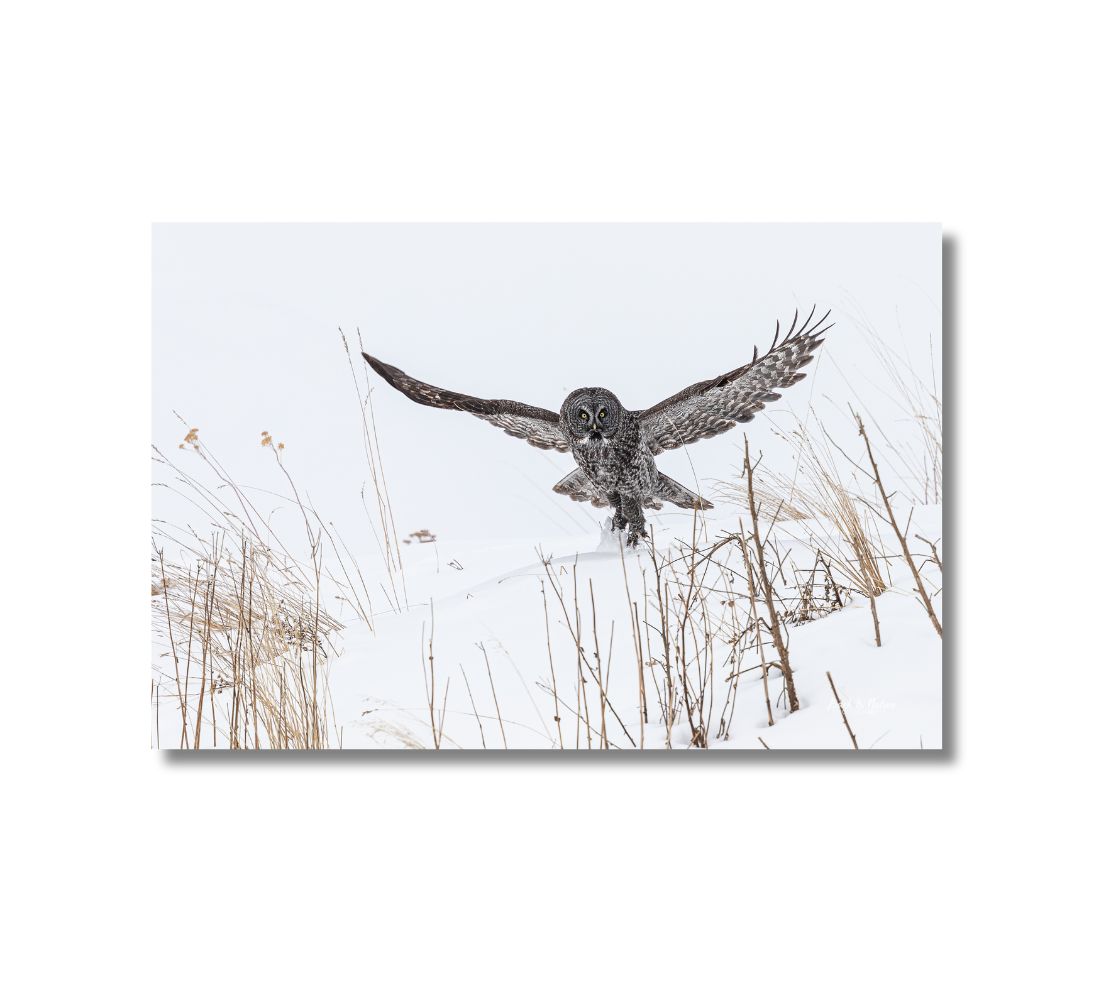 This is a 16 x 24 landscape canvas print. This is a photo of a black, grey and white great grey owl lifting off of the snow with its wings stretched outward. The background is all white snow with some brown dead grass poking through it.