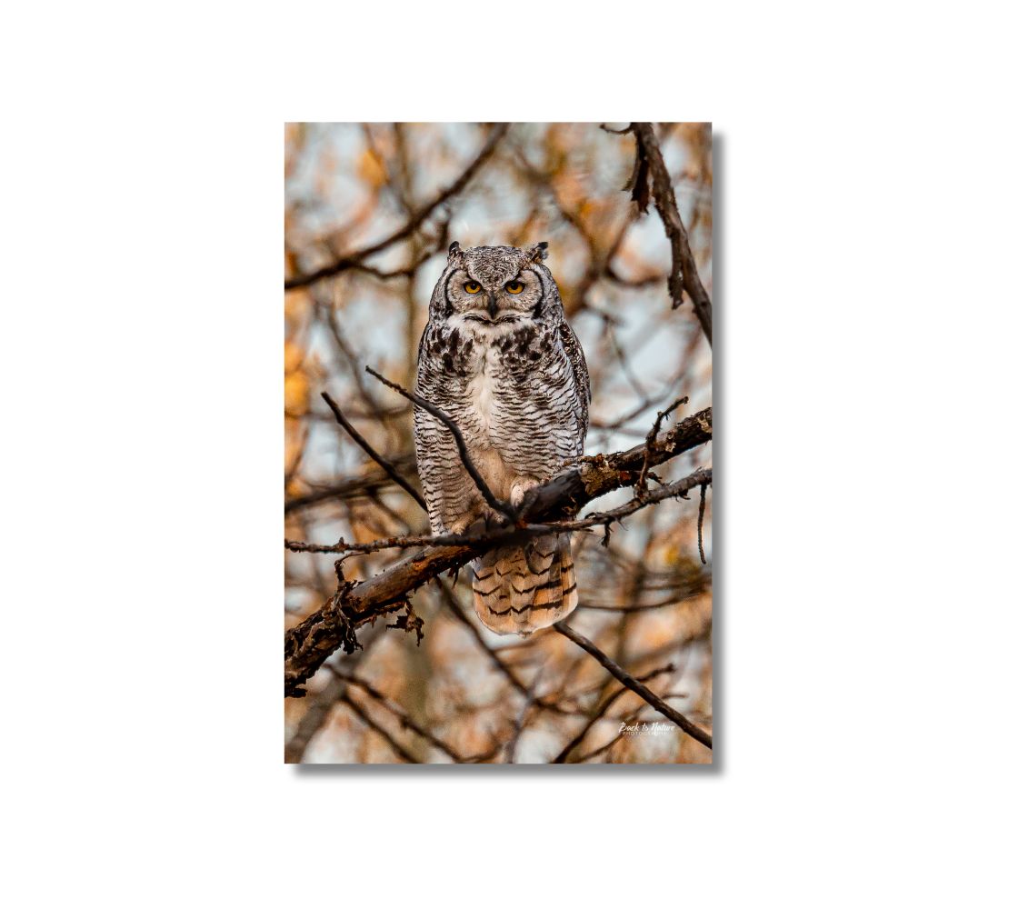 This is a 24 x 16 inch portrait canvas print. This is a photo of a great horned owl in tones of brown and beige perched on a tree branch. The background is mottled orange and grey with blurred tree branches.