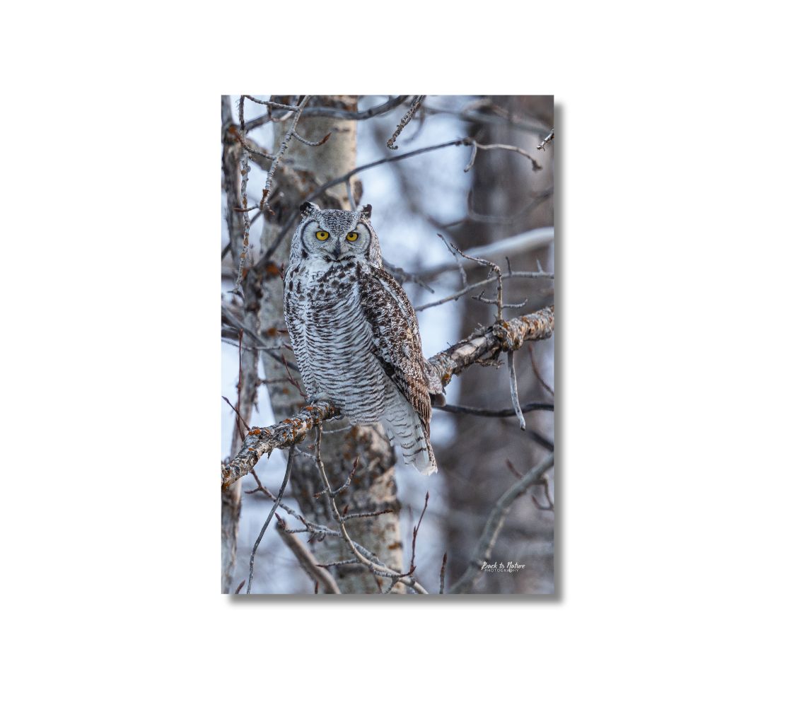 A canvas print of a great horn owl perched on a branch with a blur white background.