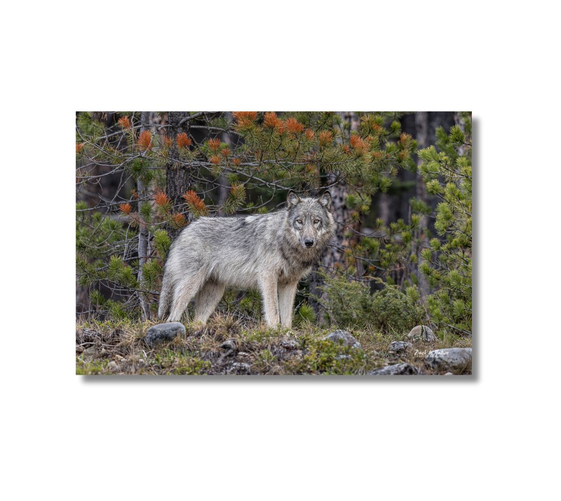 This is a 16 x 24 landscape canvas print. This is a photo of a beautiful grey wolf standing along the edge of the forest. The background is of evergreen trees and grey bushes, while the wolf has a full and fluffy coat in various tones of grey and white and black with beautiful yellow eyes looking directly at you.