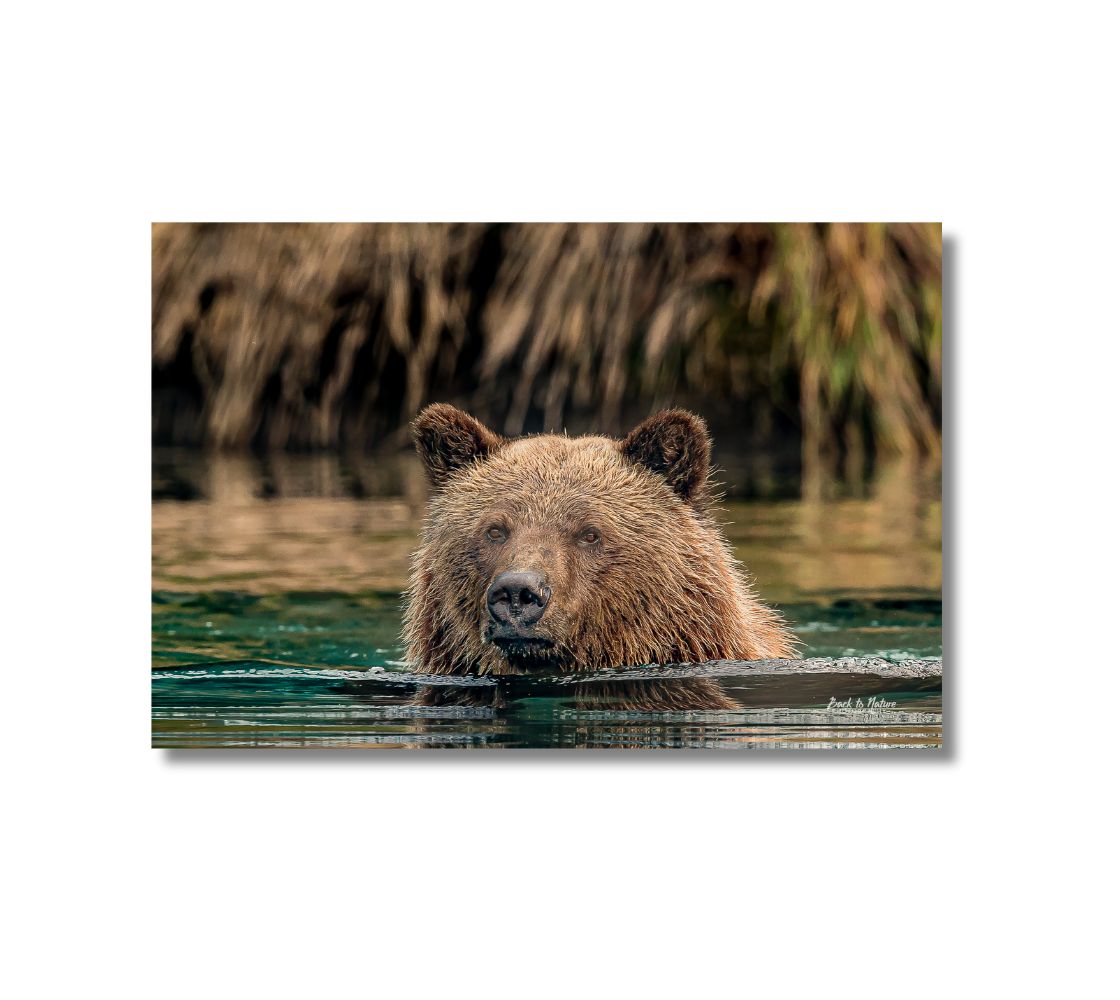 This is a 16 x 24 landscape canvas print. This is a photo of a grizzly bear standing in deep water. The background is a mottled green and brown grassy shoreline behind the bear, and the water is reflecting this. Only the big brown bear's head is showing as she is looking at you, as she is standing on her back feet in the deep water.