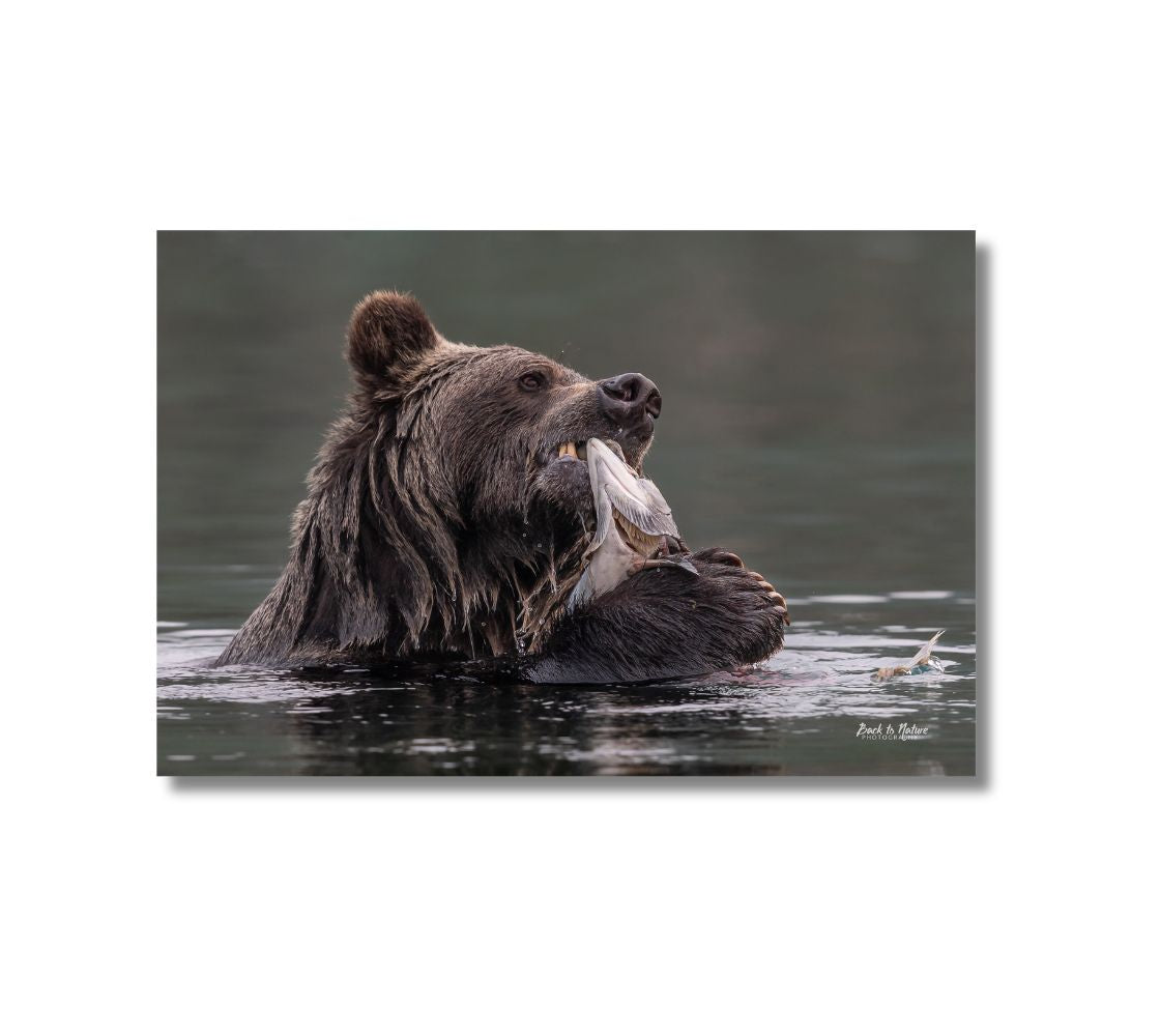 This is a 16 x 24 landscape canvas print. This is a photo of a dark brown wet grizzly bear in water holding a salmon with its claws as it is taking its first bite. The background is the mottled grey water the bear is standing in.