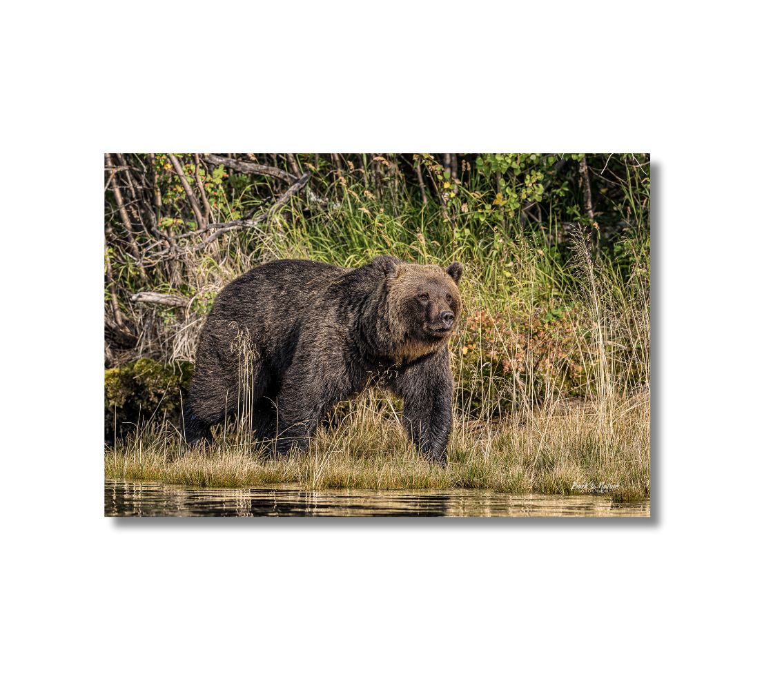 This is a 16 x 24 landscape canvas print. This is a photo of a grizzly bear walking along the river. The background is of green bushes and golden, green grass. The water reflects the golden colored grass.