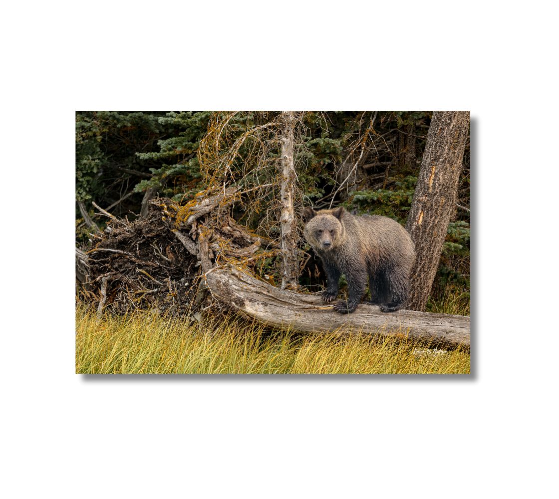 This is a 16 x 24 landscape canvas print. This is a photo of a brown yearling grizzly bear cub standing on a fallen tree. The background is of green pine trees and golden colored grass.
