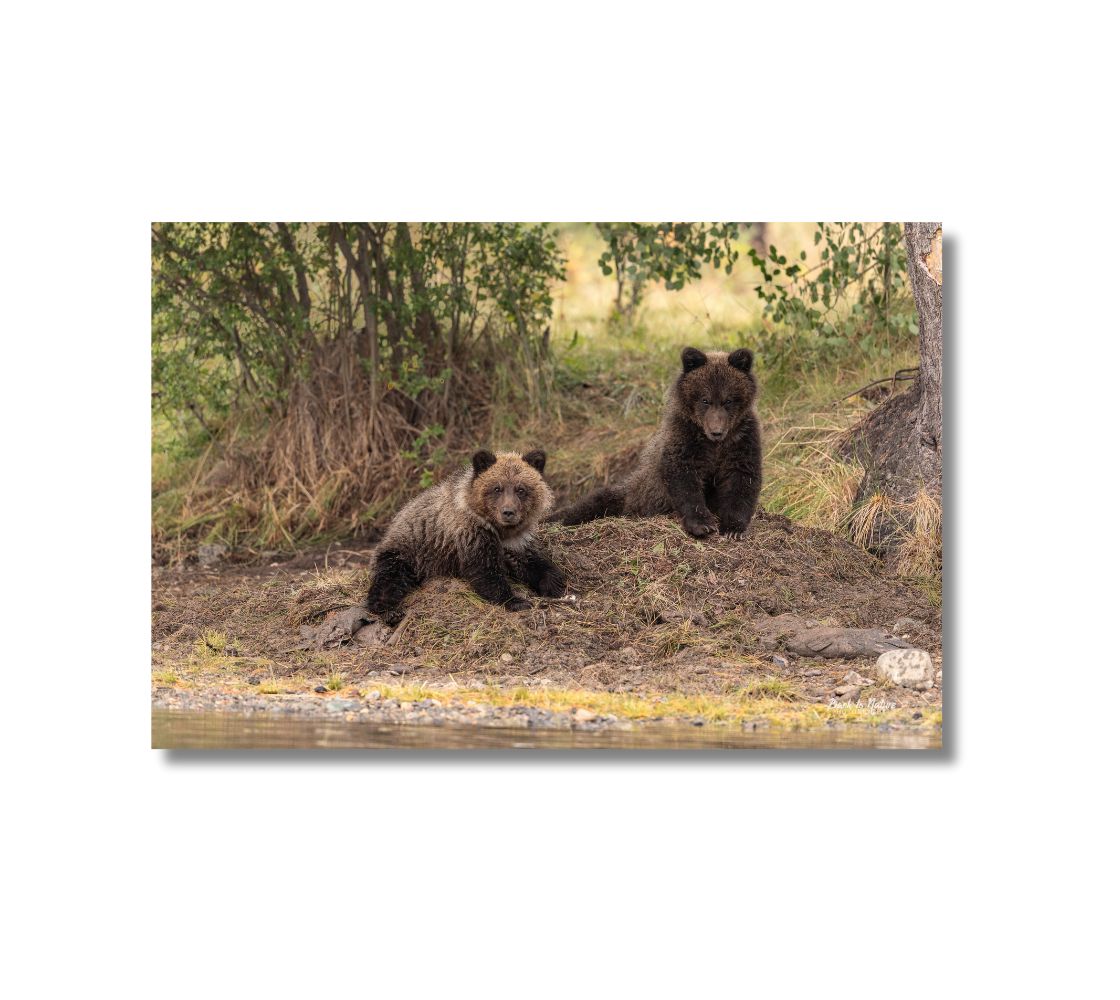 This is a 16 x 24 landscape canvas print. This is a photo of two young grizzly cubs on a mount of buried dead salmon looking directly at you. The background is green grass, green tree and greyish brown ground.
