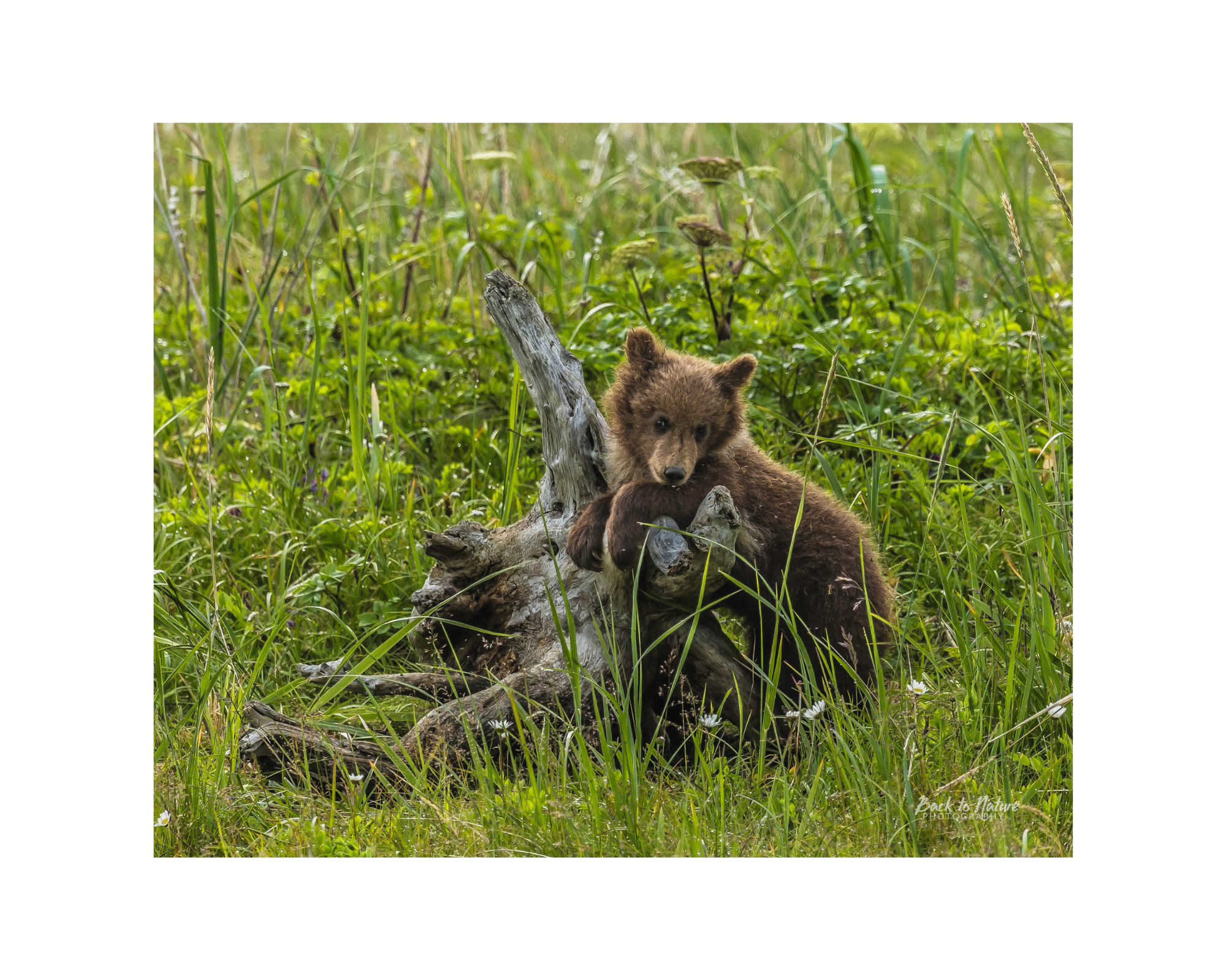 "Innocence" Alaskan Brown Bear Cub 10" x 8" Matted Print