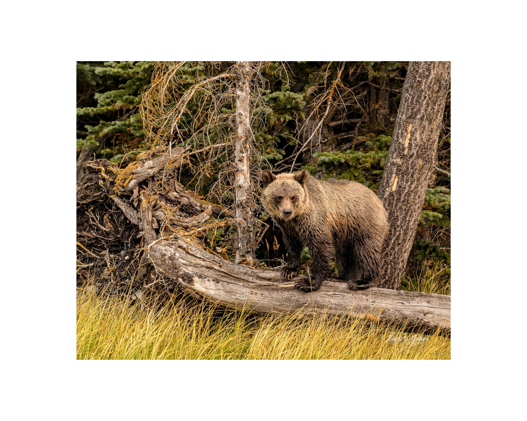 "Land Rover" Grizzly Bear Cub 10" x 8" Matted Print