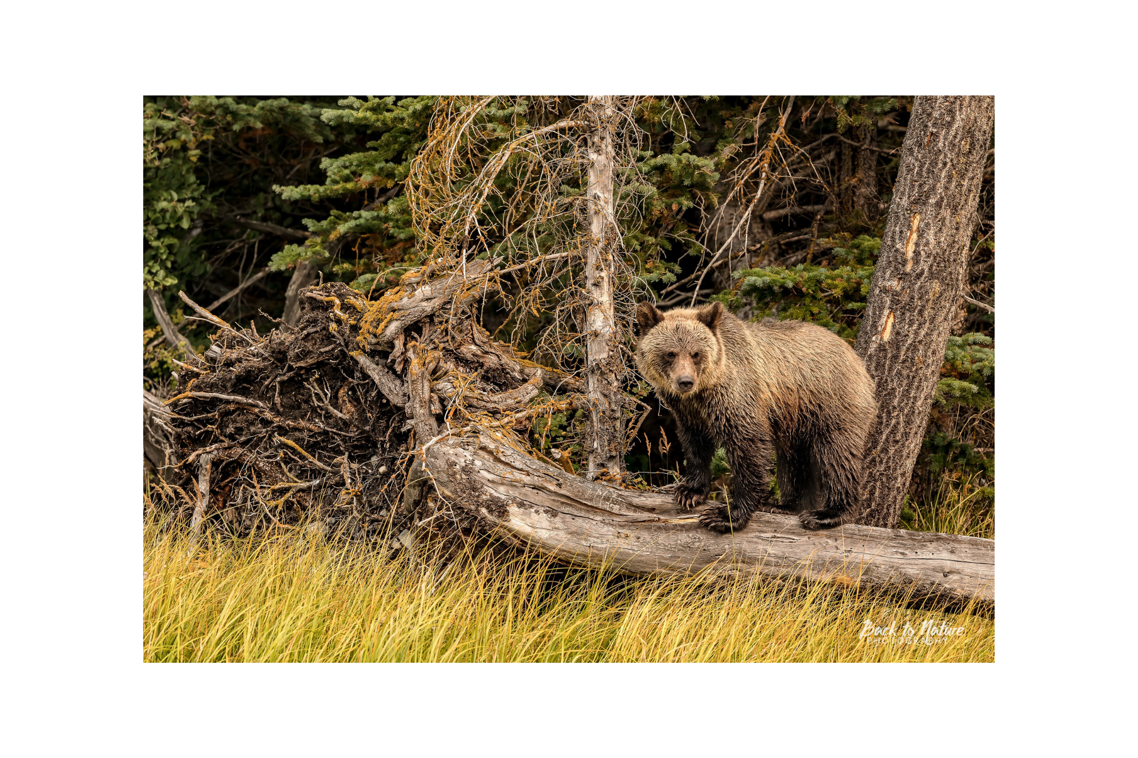 "Land Rover" Mountain Grizzly Bear Canvas Print