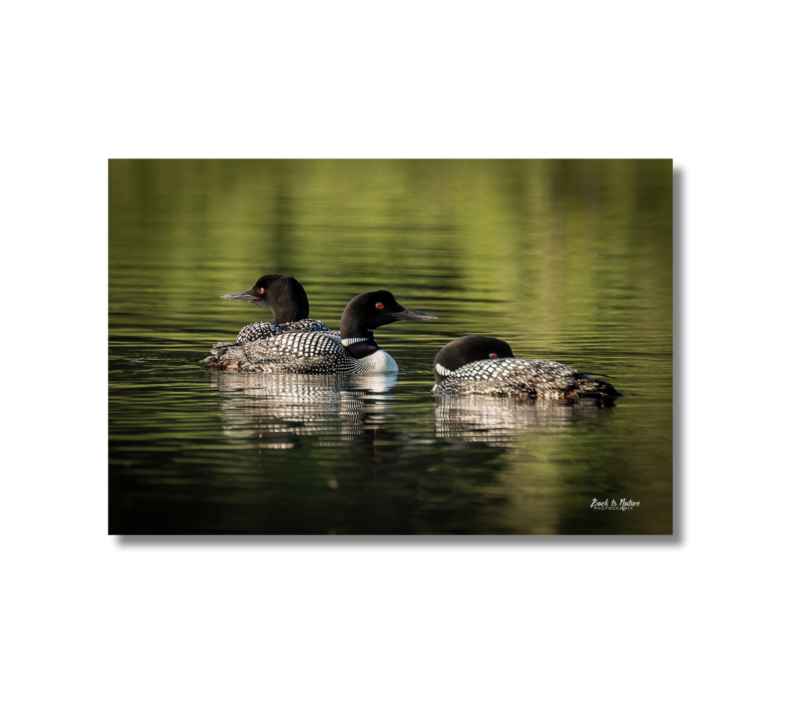 This is a 16 x 24 landscape canvas print. This is a photo of three black and white loons with red eyes, at rest on a green colored lake. The background is various blurred green tones due to the reflection of the evergreens around the lake.