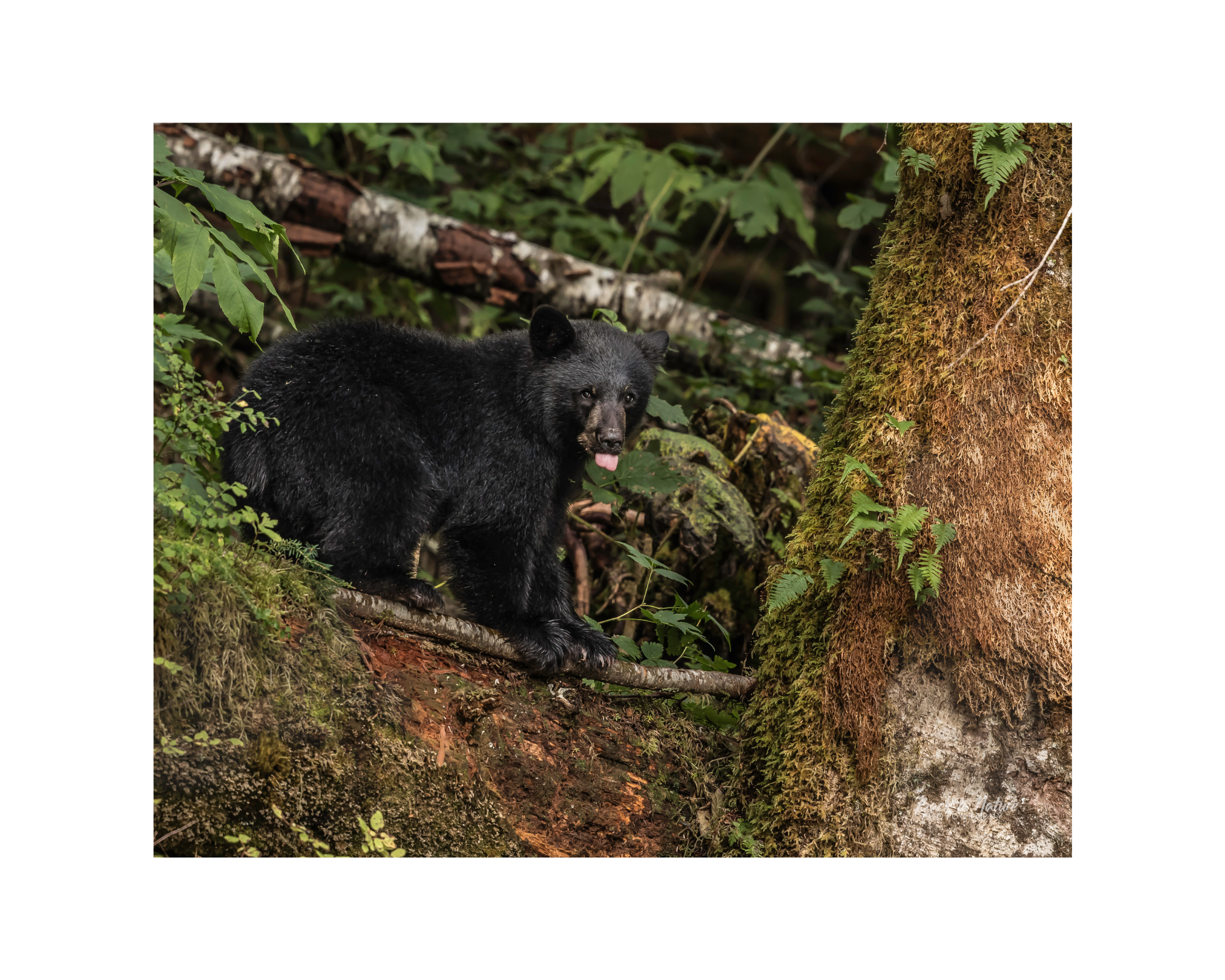 "Mischievous" Black Bear Cub 10" x 8" Matted Print