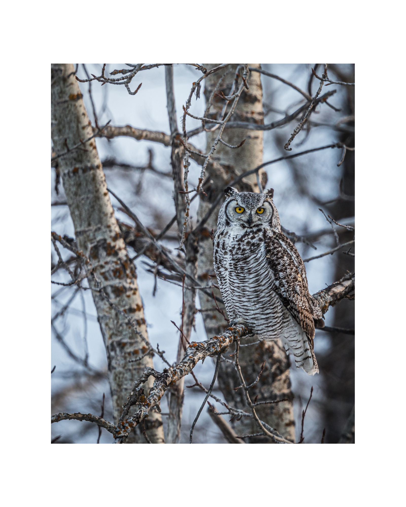 "Nature's Disguise" Great Horned Owl 8" x 10" Matted Print