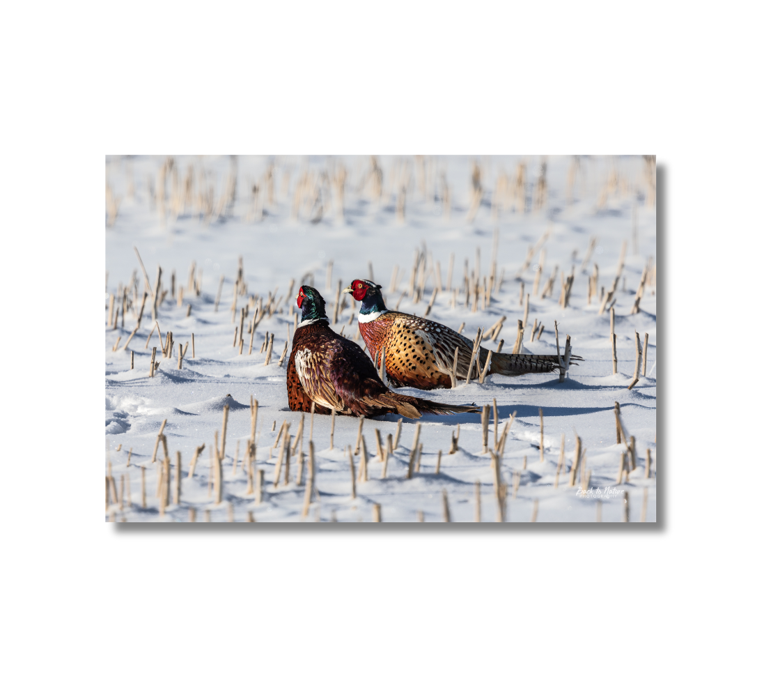 This is a 16 x 24 landscape canvas print. This is a photo of two very colorful male ring-neck pheasants in a snow covered field. The background is white snow and yellow stubble.
