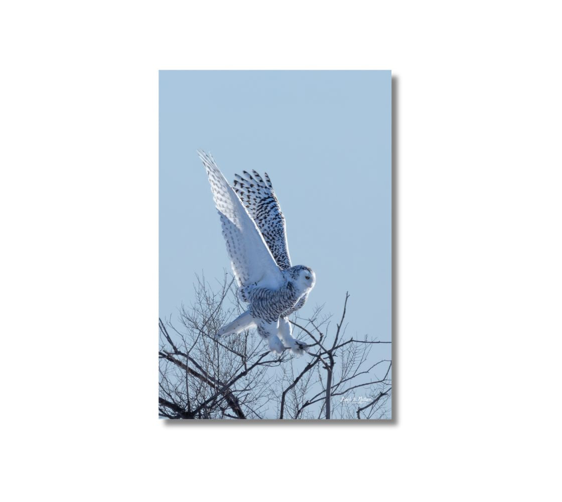 This is a 24 x 16 inch portrait canvas print. This is a photo of a female Snowy owl landing on a bush. The background is a  blue sky with a black and white owl landing in the bare dark brown tips of the trees.