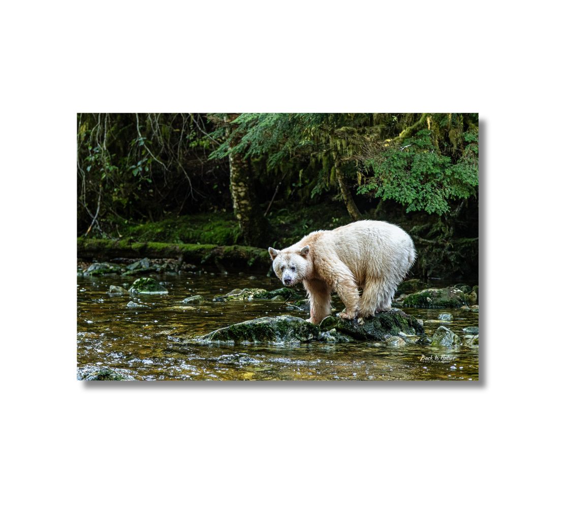 This is a 16 x 24 landscape canvas print. This is a photo of a white spirit bear standing on moss covered rocks in a flowing stream. The background is green forest trees with dark shaded areas.