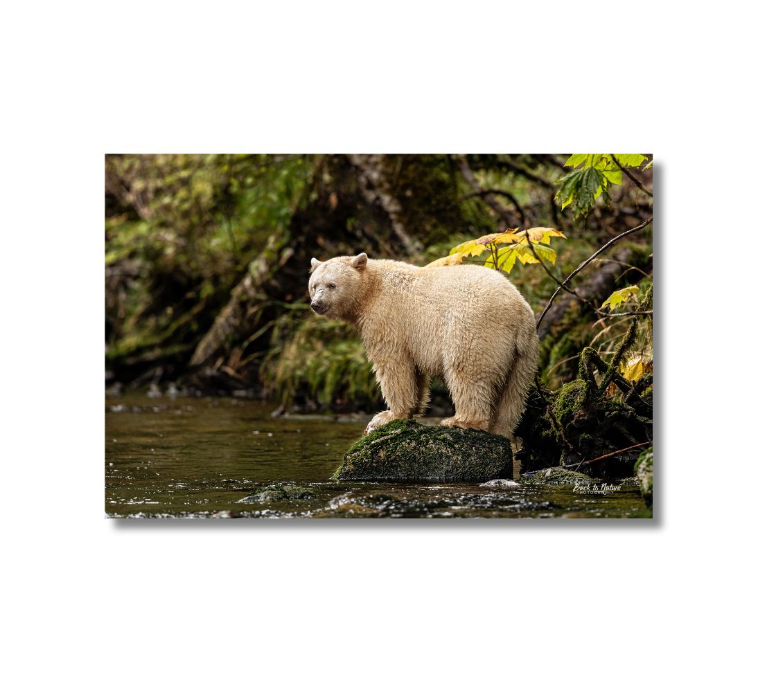 This is a 16 x 24 landscape canvas print. This is a photo of a large white spirit bear standing on a moss covered rock looking out over the stream for salmon. The background is green blurred tress with green colored river.