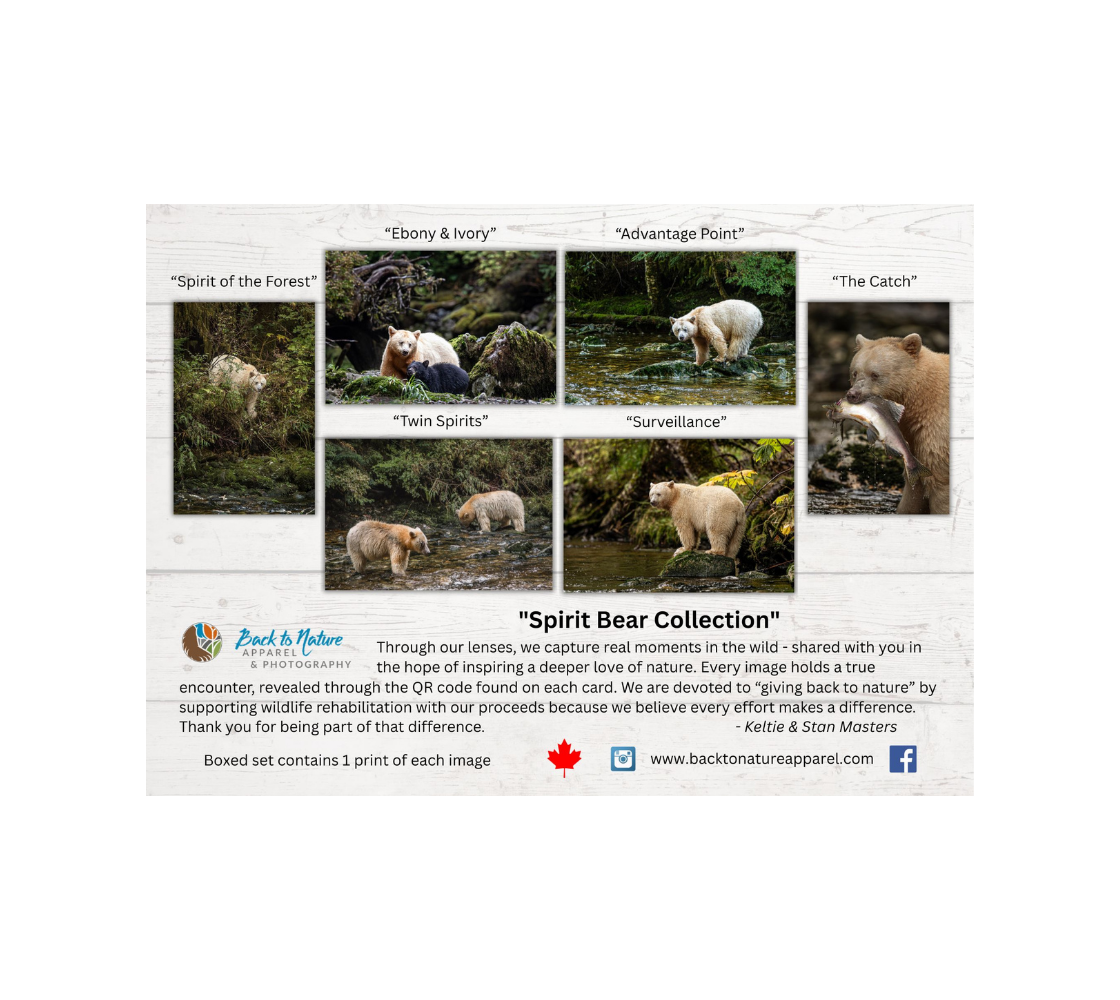 A collection of six greeting cards of our photography of spirit bears in a natural setting.