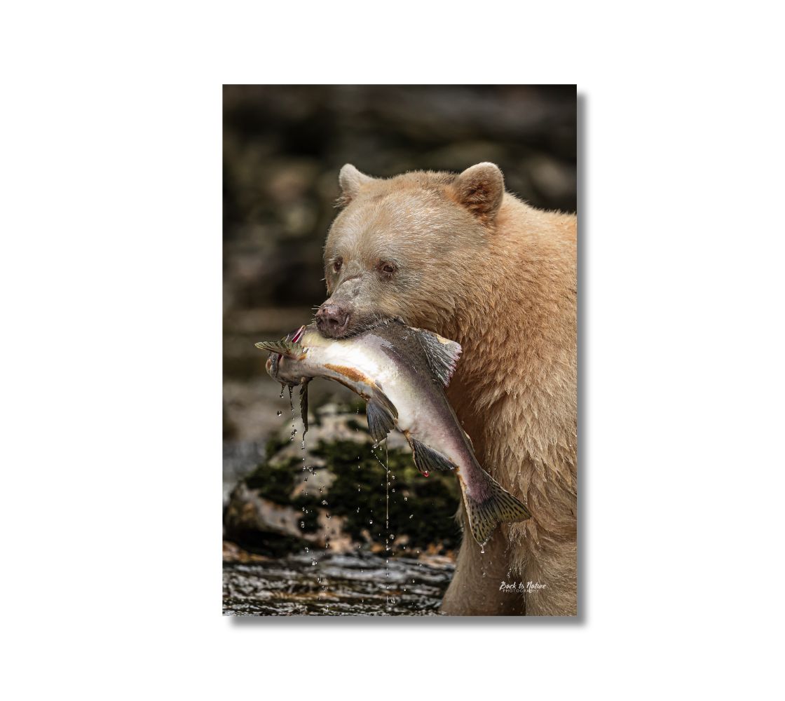 This is a 24 x 16 inch portrait canvas print. This is a photo of a beige colored spirit bear holding a big salmon in her mouth, as the water and salmon eggs drip from the fish. The background is the river with a large mossed covered in tones of beige and green.