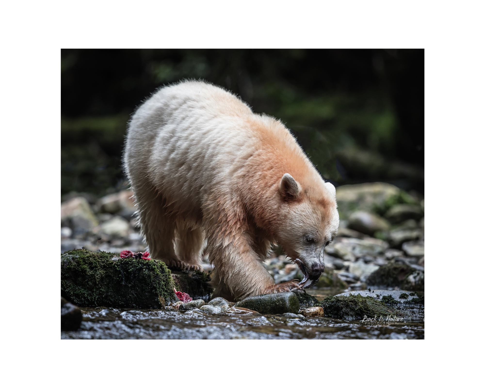 "Stripping the Bones" Spirit Bear 10" x 8" Matted Print