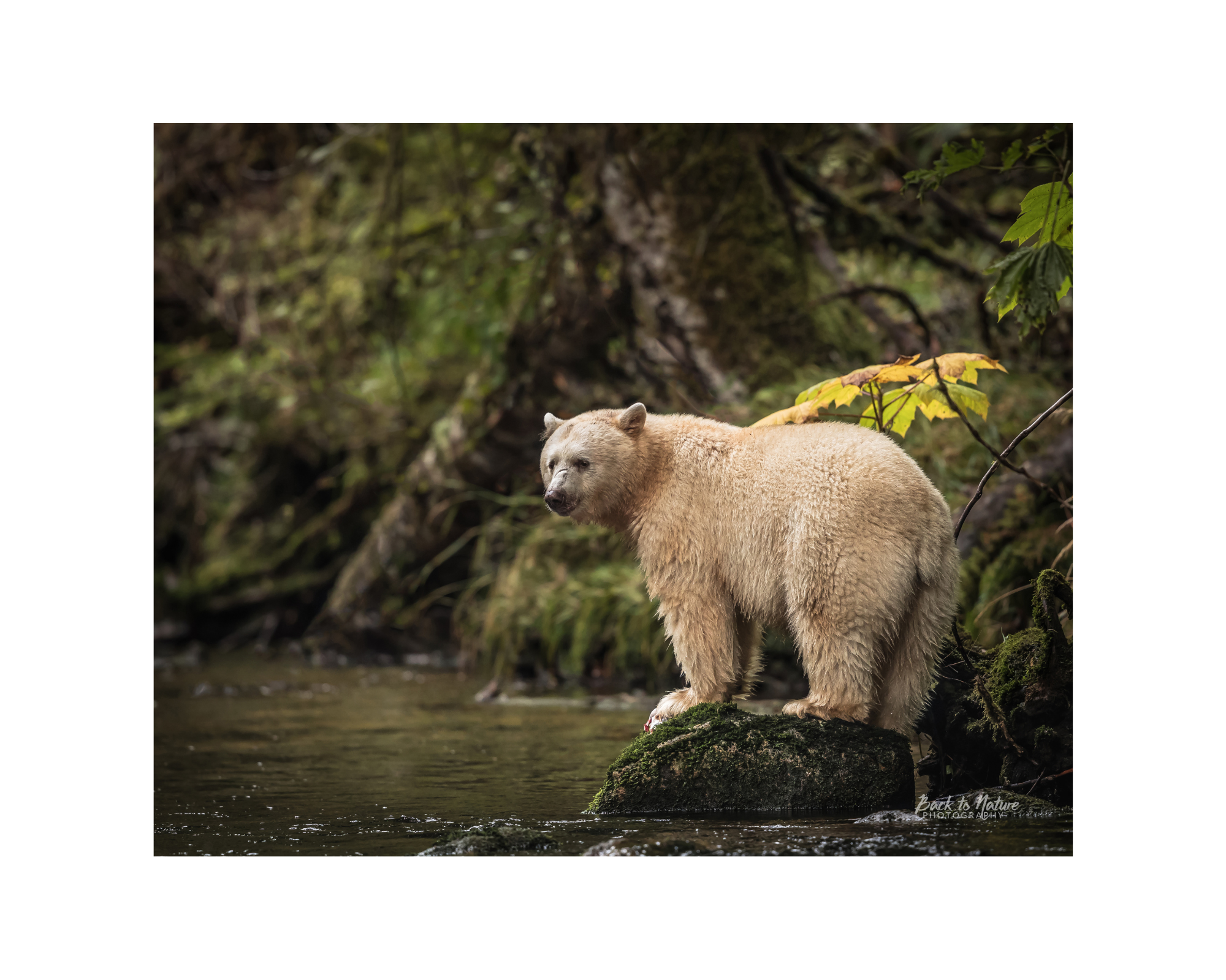 "Surveillance" Spirit Bear 10" x 8" Matted Print