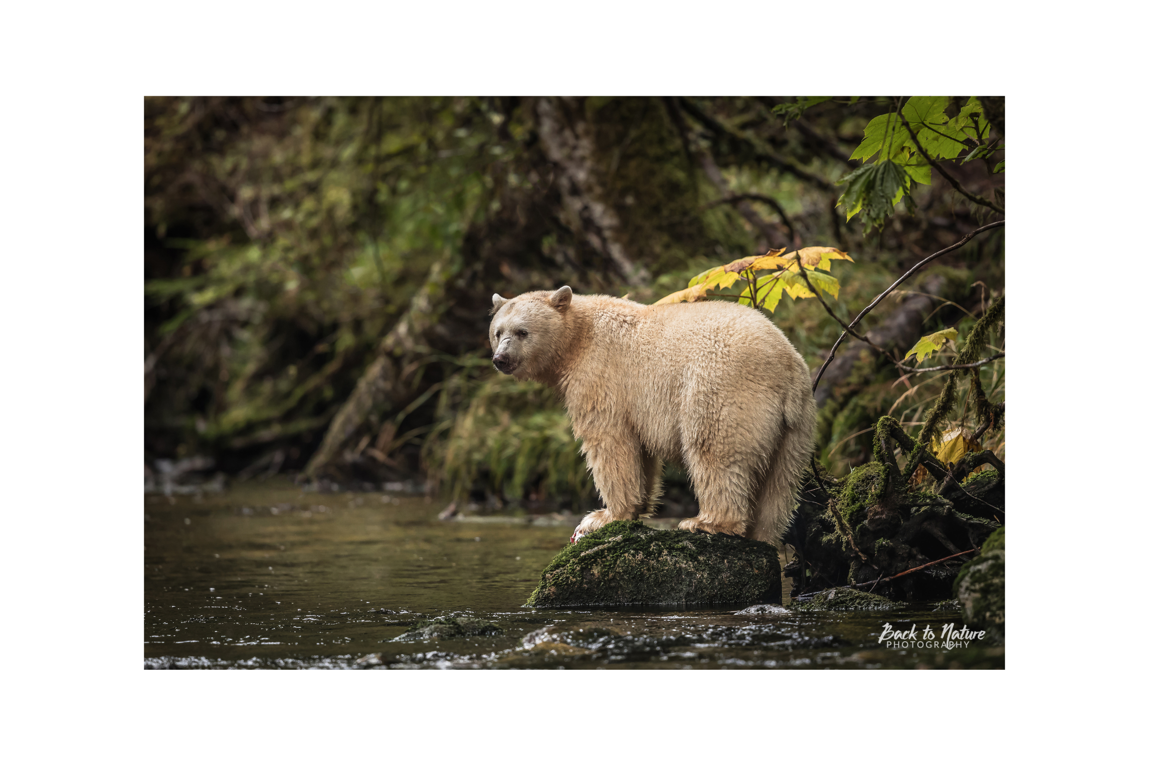 "Surveillance" Spirit Bear Canvas Print