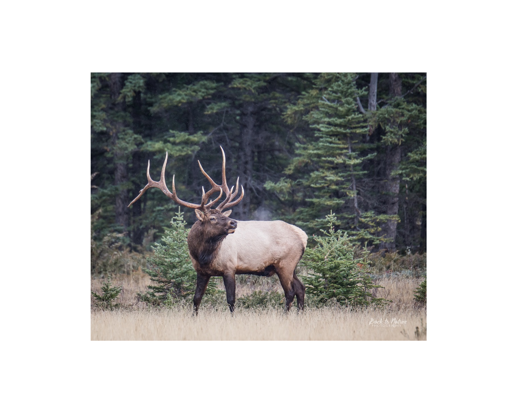 "The Bachelor" Bull Elk - 10" x 8" Matted Print