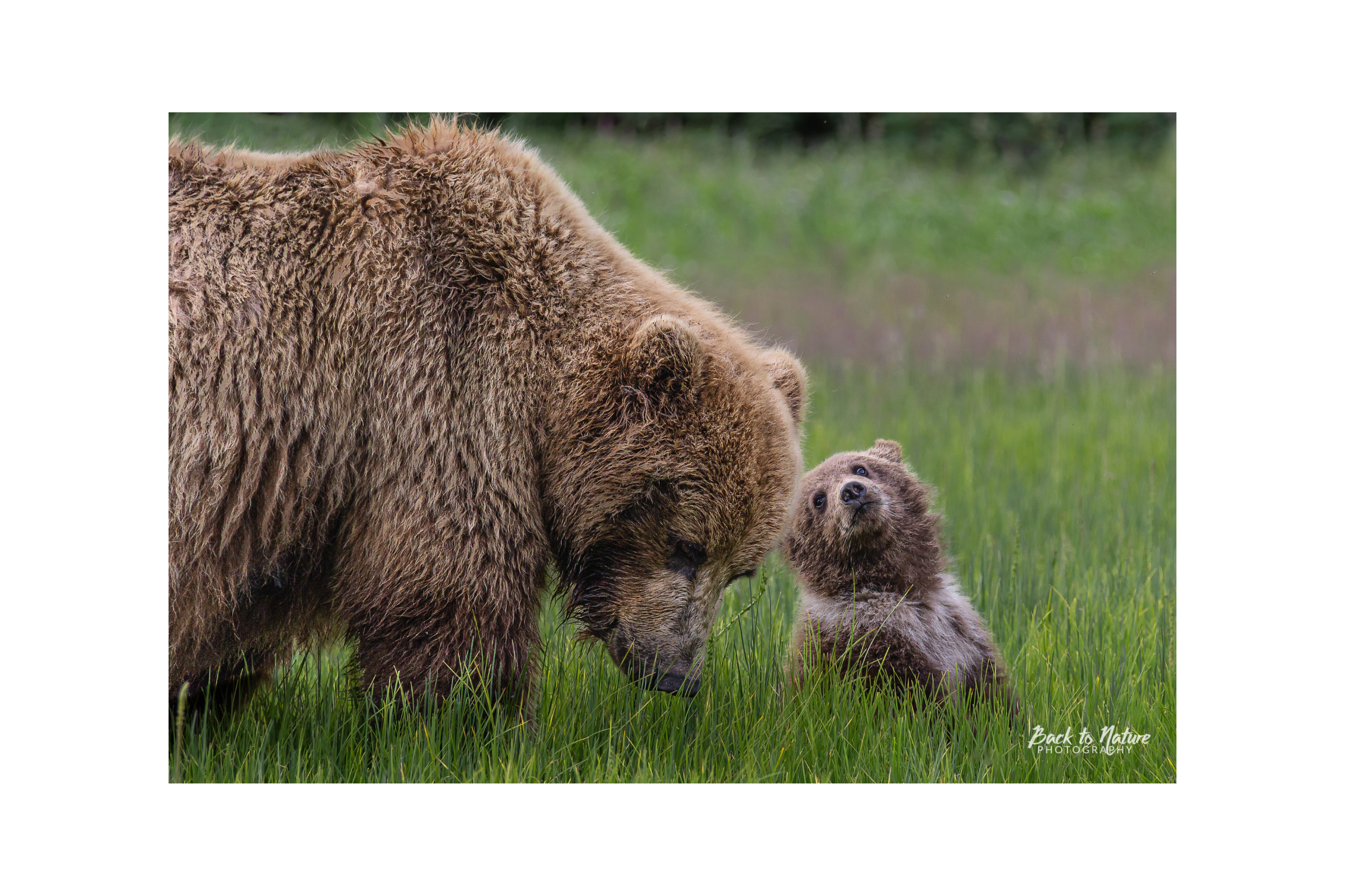 "Tender Moment"Alaskan Brown Bear mom and Cub Canvas