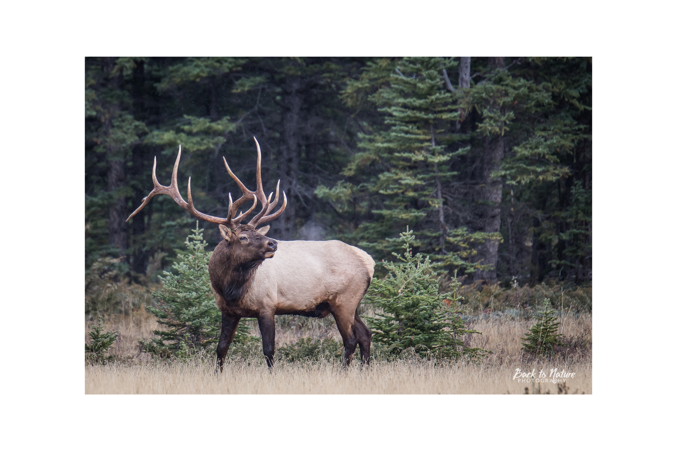 "The Bachelor" Bull Elk Canvas Print