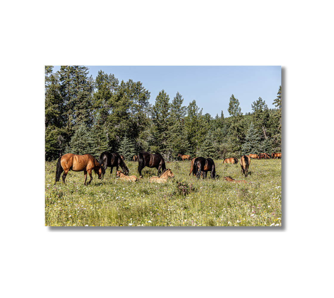 Wild horses grazing in a field with trees in the background.