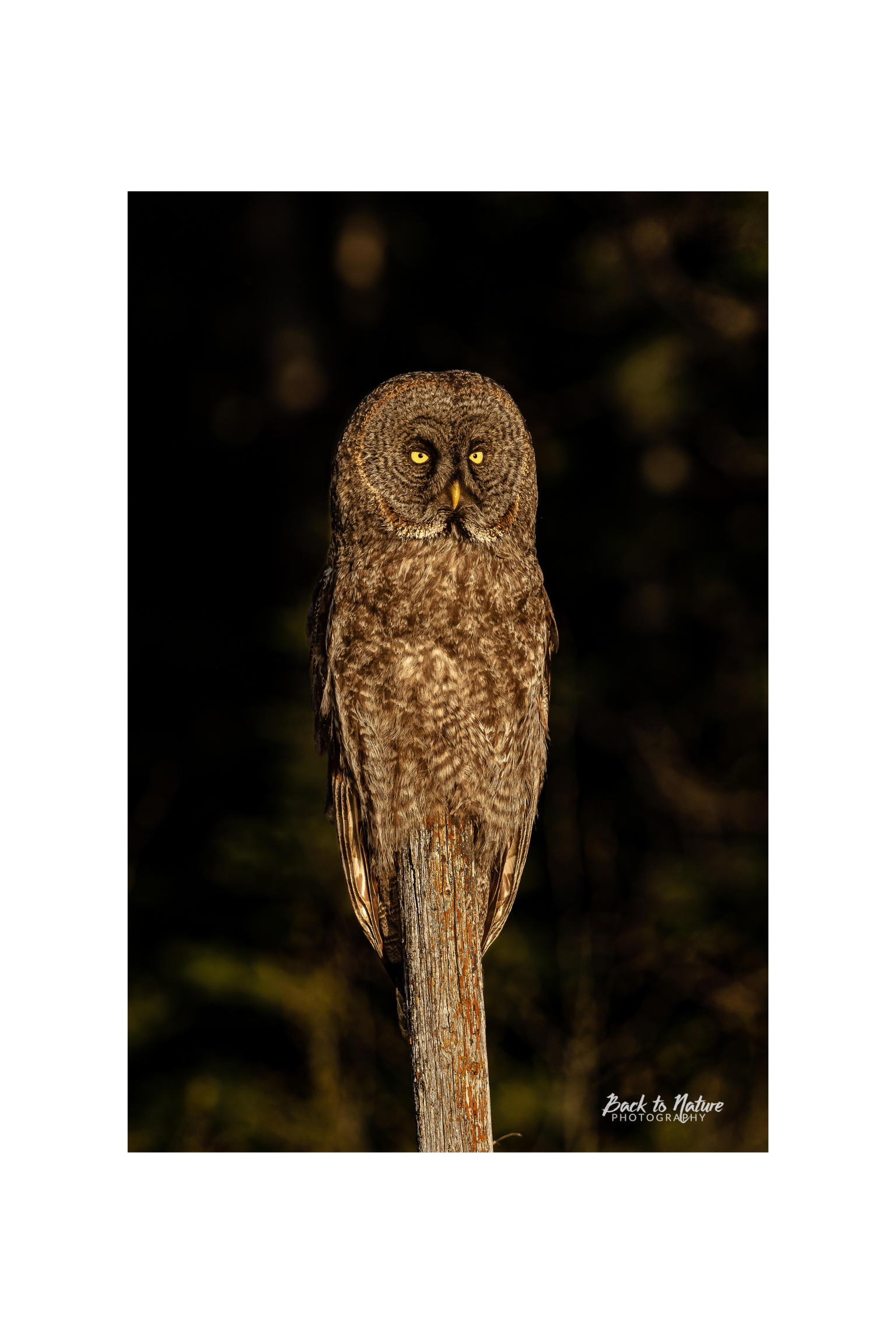 "The Golden Hour" Great Gray Owl Canvas Print