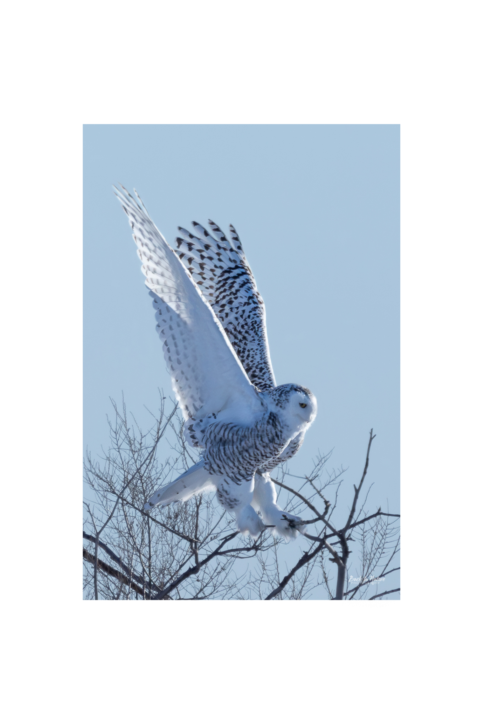 "The Landing" Snowy Owl- 10" x 8" Matted Print