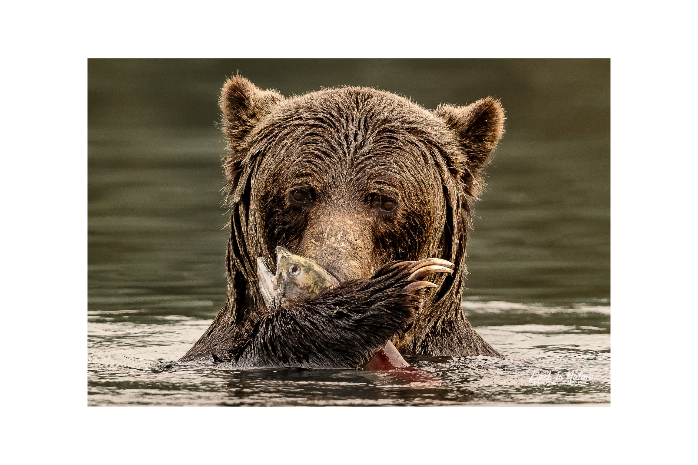 "The Prize"  Mountain Grizzly Bear Canvas Print