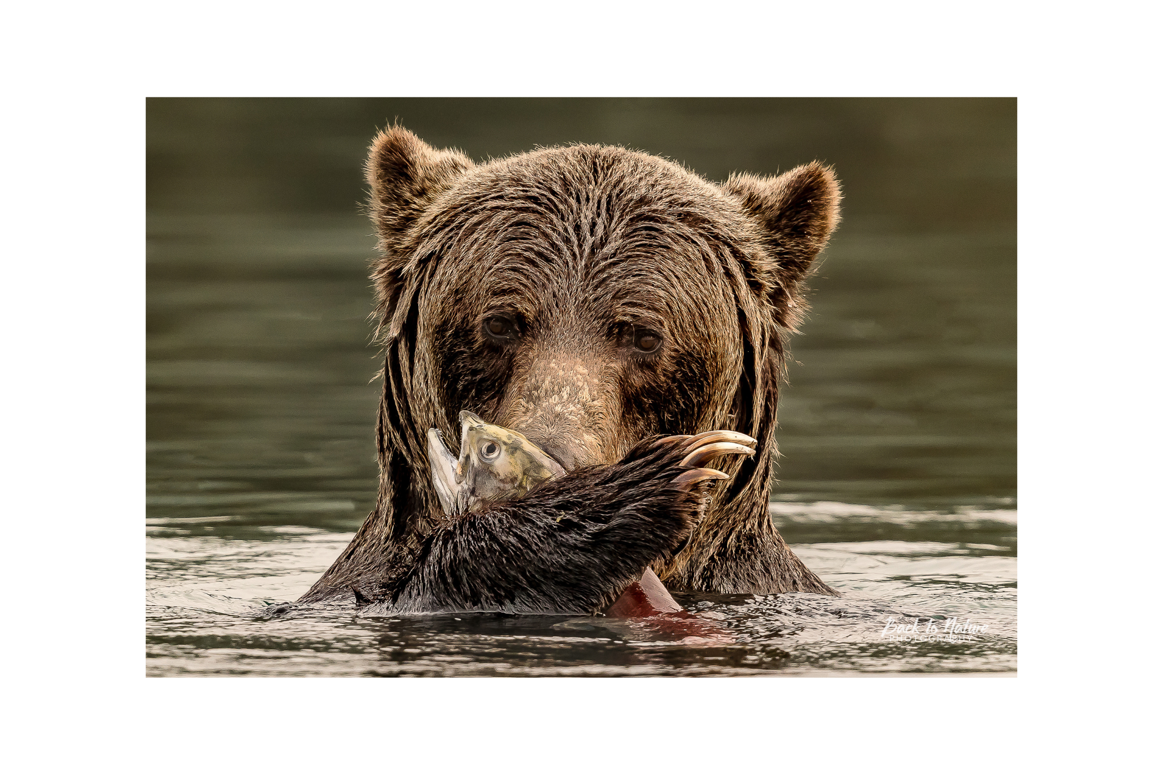 "The Prize" Mountain Grizzly Bear Canvas Print
