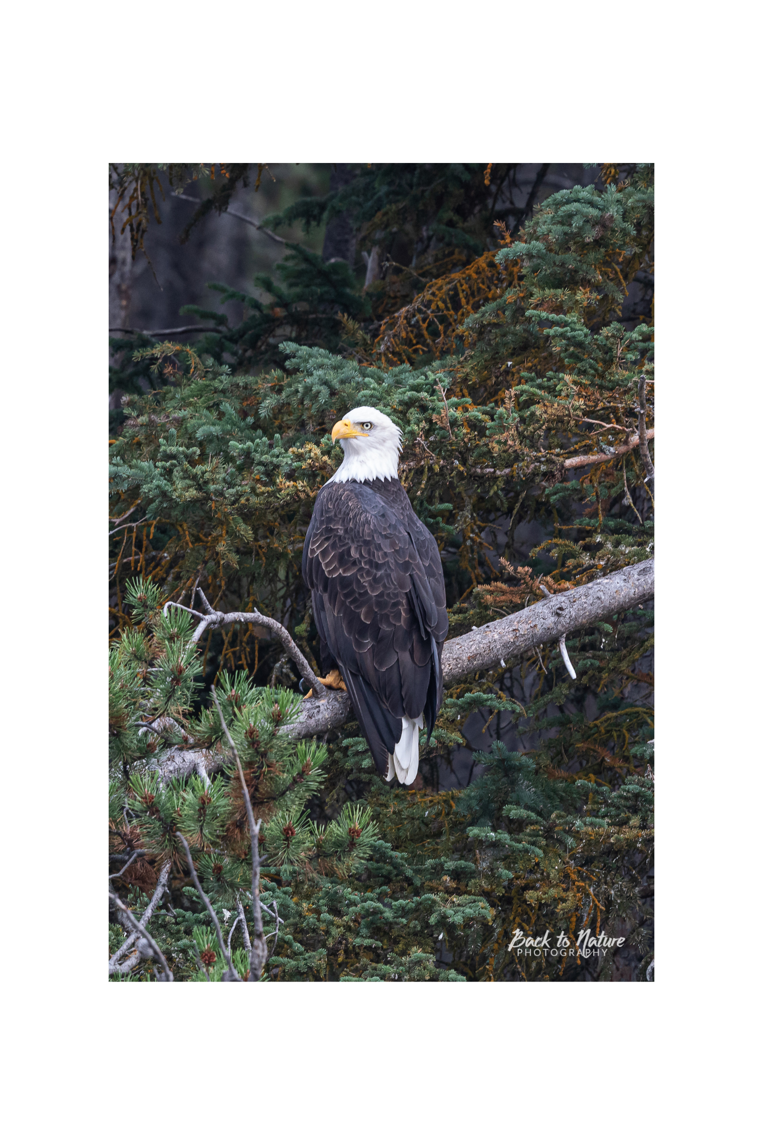 "The Sentinel" Bald Eagle Canvas Print