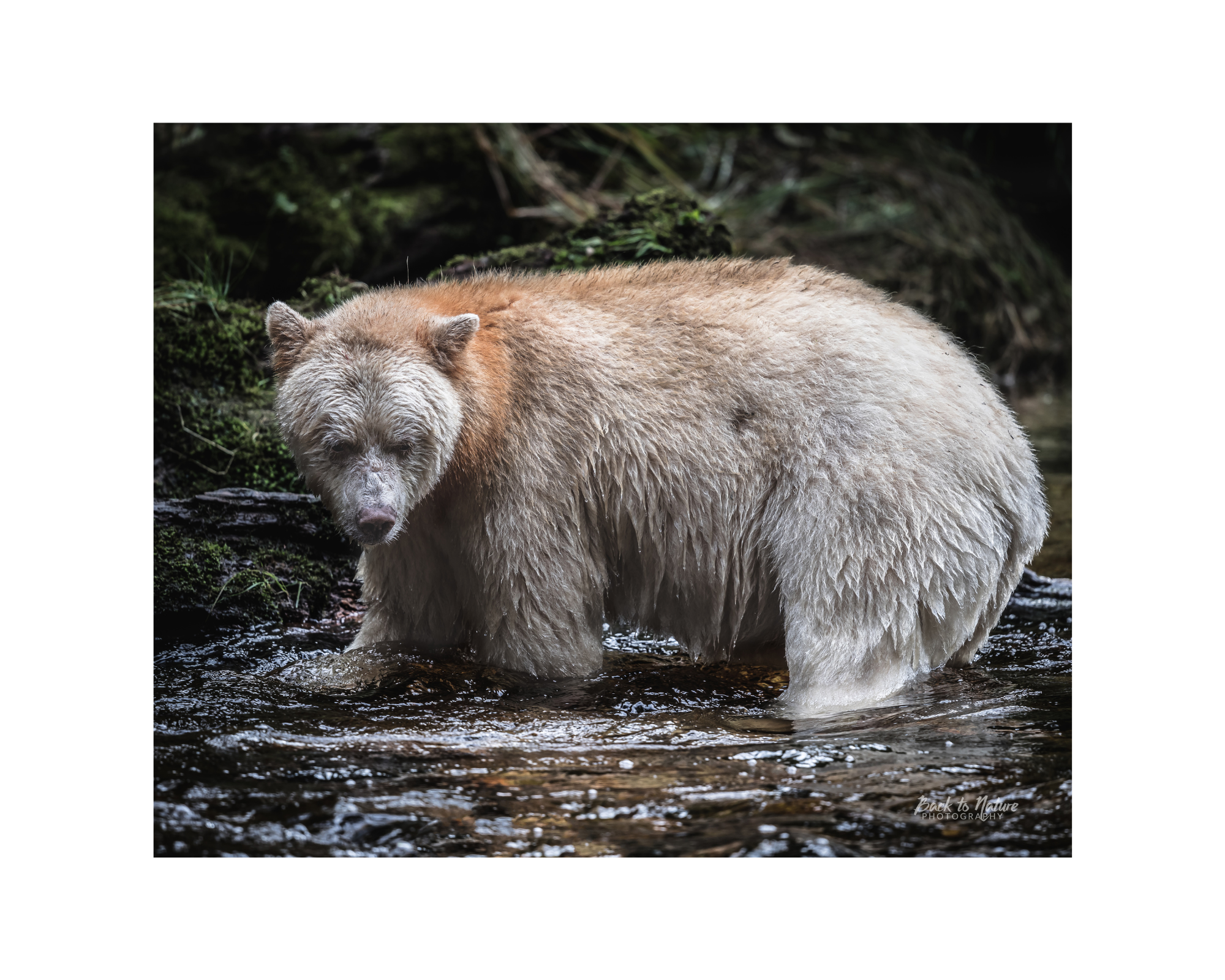 "The Boss" Spirit Bear - 10" x 8" Matted Print