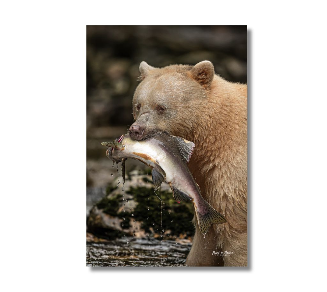 A white Spirit Bear holding a fish in its mouth with a natural background