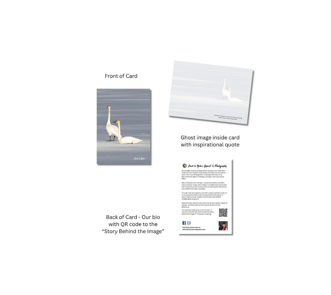 A trumpeter swan greeting card with a ghost image of a swan inside from our real wildlife photography.