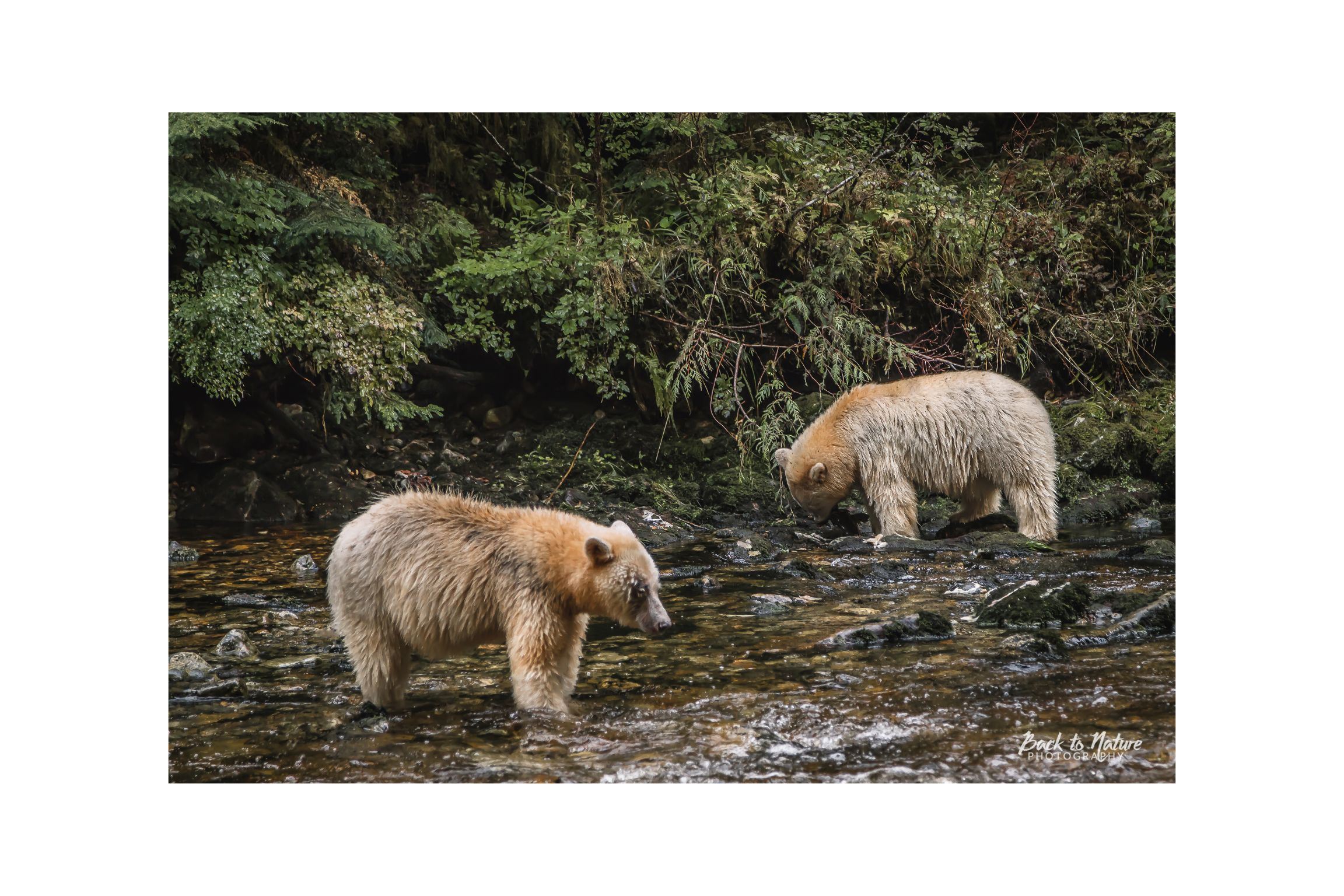 "Twin Spirits" Spirit Bear Canvas Print