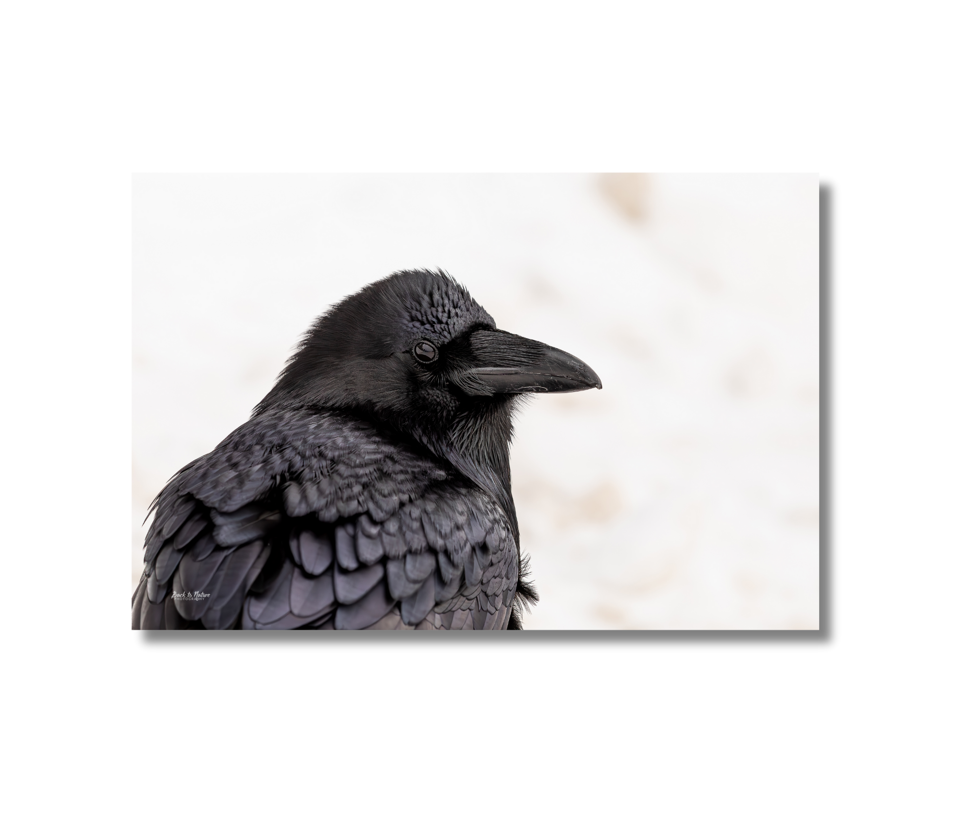 Black raven on a white snow background