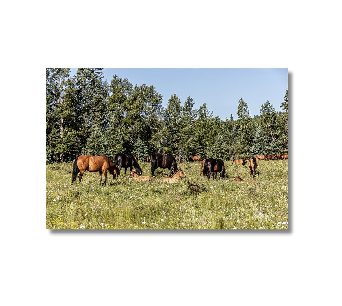 A canvas print of a photo of 3 herds of wild horses gathered together in a mountain meadow in the summer sun. There are wild foals lying in the white wildflowers while many brown and black wild horses are grazing in the green grass surrounded by forest, with solid a blue sky.