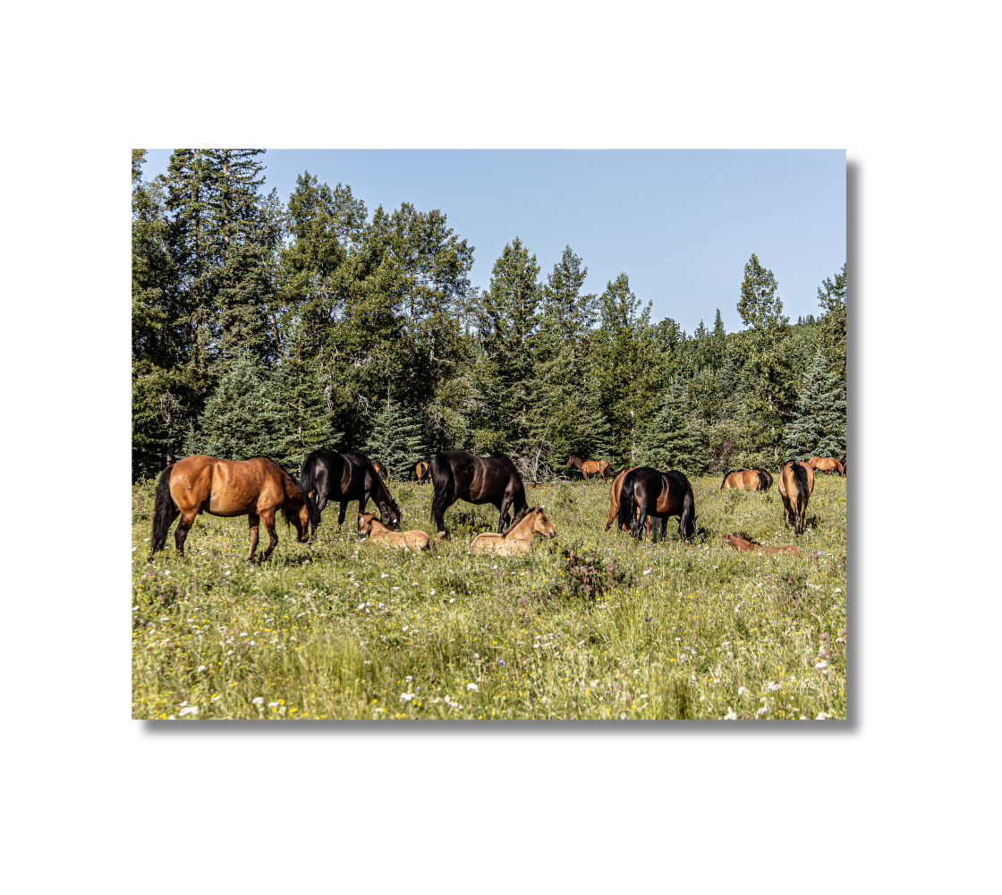 Metal print of wild horses grazing in a mountain meadow with trees in the background.