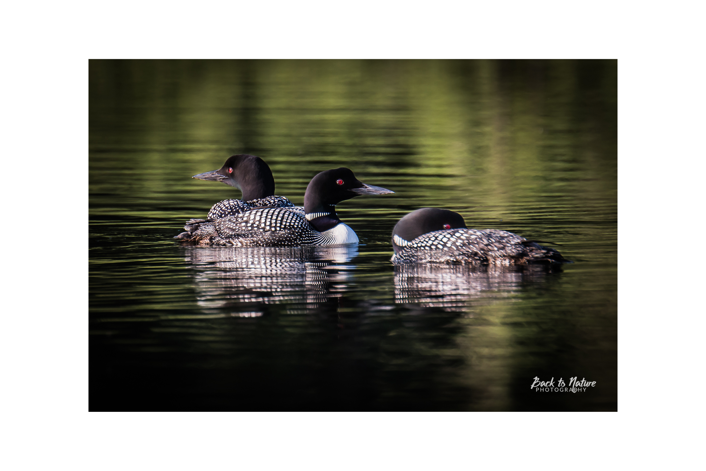 "Wilderness Melody" Common loons Canvas Print