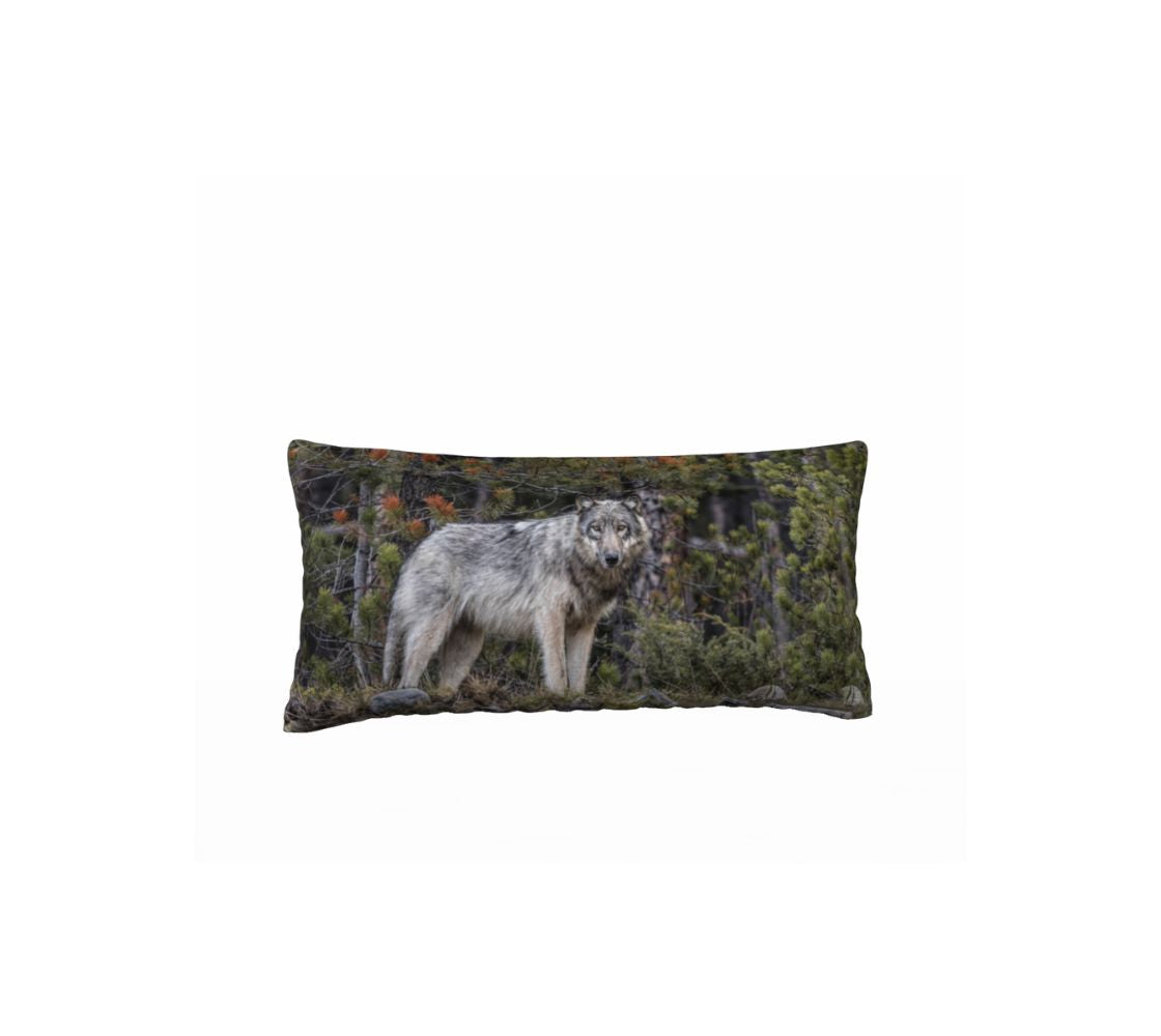 This 12 x 24 inch plush velveteen cushion cover is a photo of a beautiful grey wolf. The background is of evergreen trees and grey bushes, while the wolf has a full and fluffy coat in various tones of grey and white and black with beautiful yellow eyes looking directly at you. The cushion cover background is grey and green pine trees.