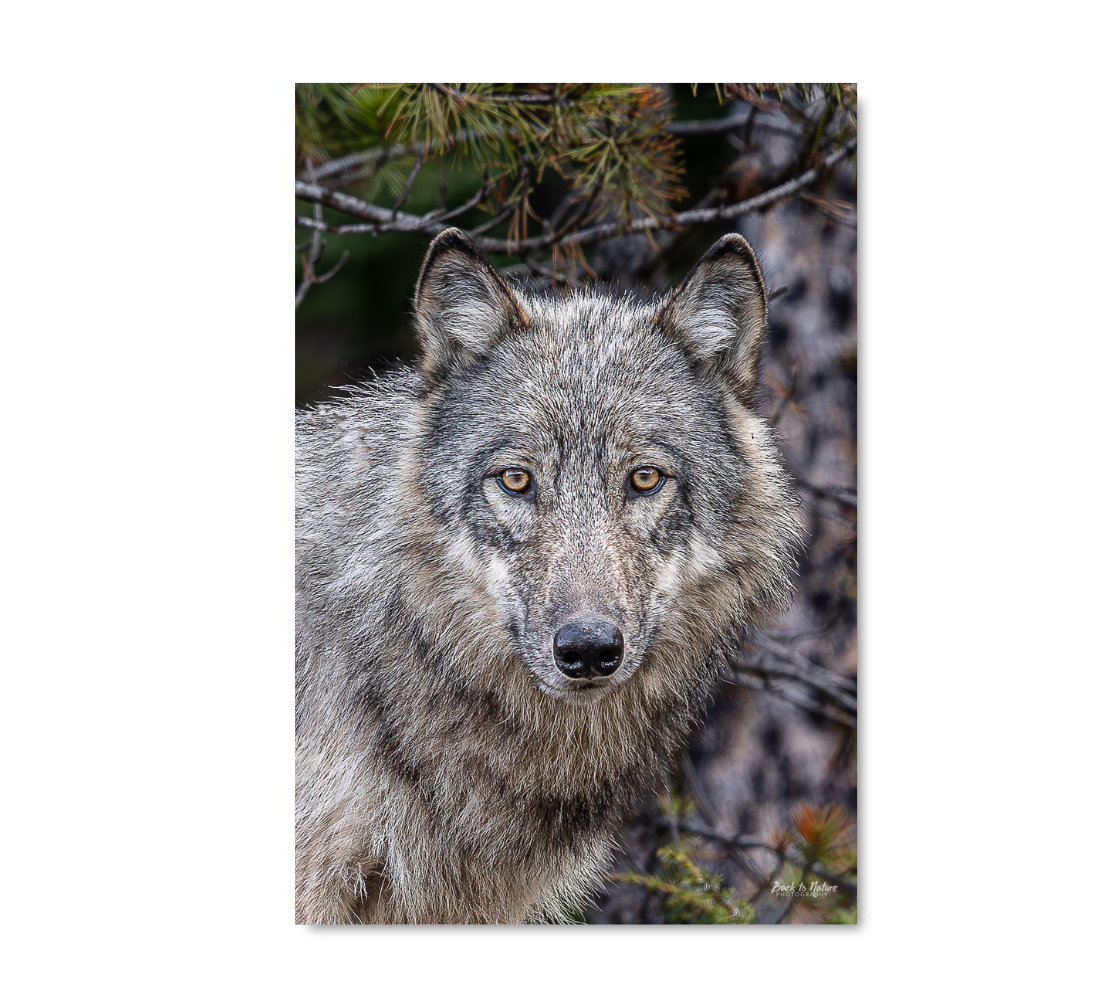 Grey wolf standing among trees on a white background