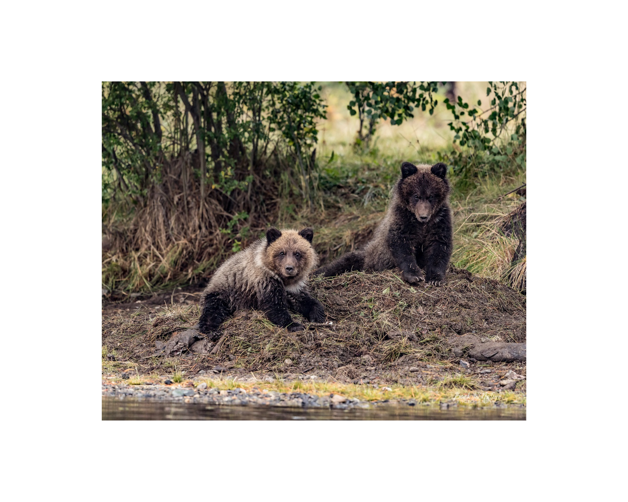 "Young Guns" Grizzly Bear Cubs - 10" x 8" Matted Print