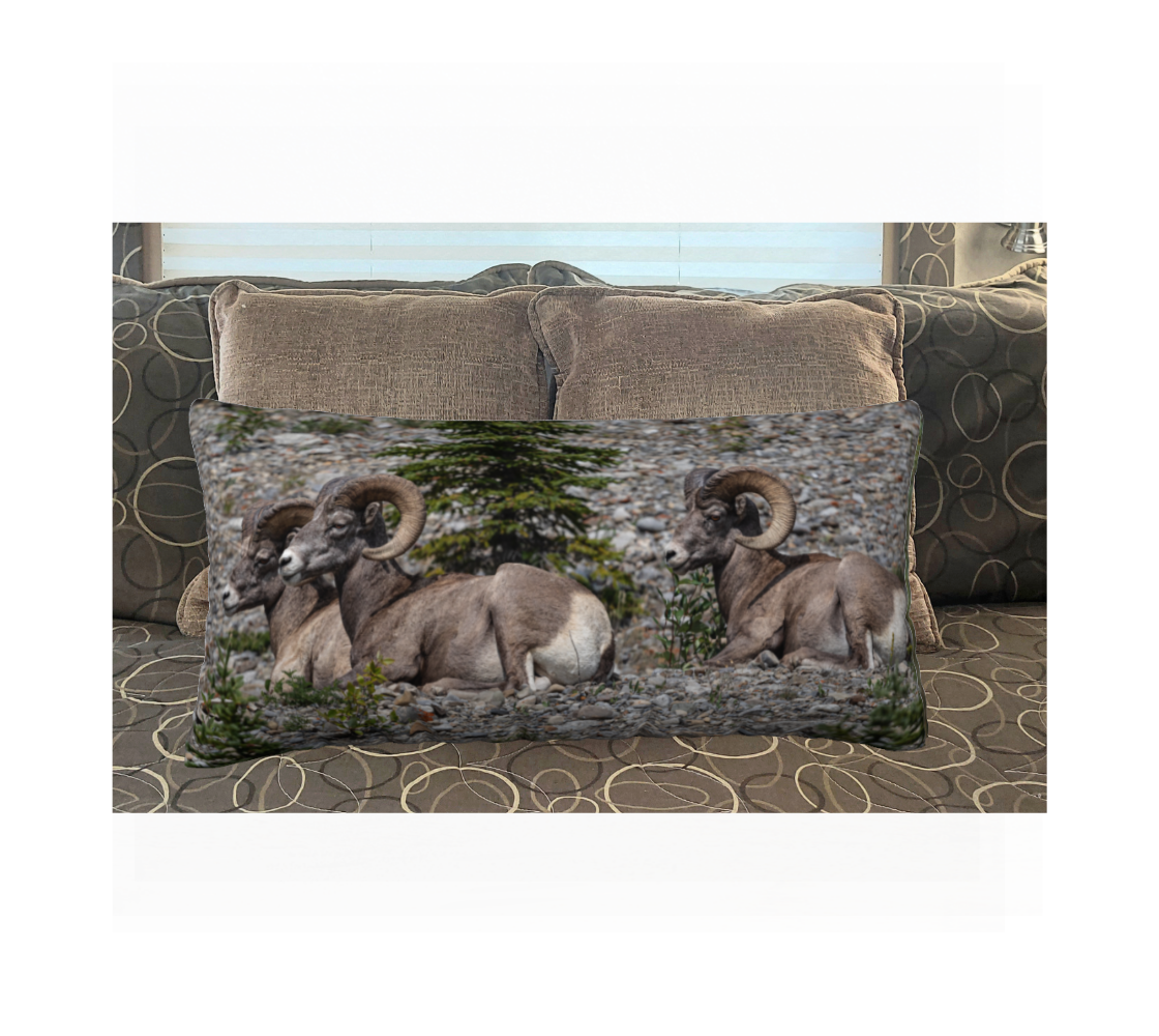 This 12 x 24 inch plush velveteen cushion cover features a photo of three rocky mountain bighorn rams. The image is of a  three rams lying down resting on a grey rocky gravel ledge. The background is grey, brown and rusty red tones of rock with a few small green evergreen trees growing through the rocks. This image is of the cushion cover on a pillow form on a bed.