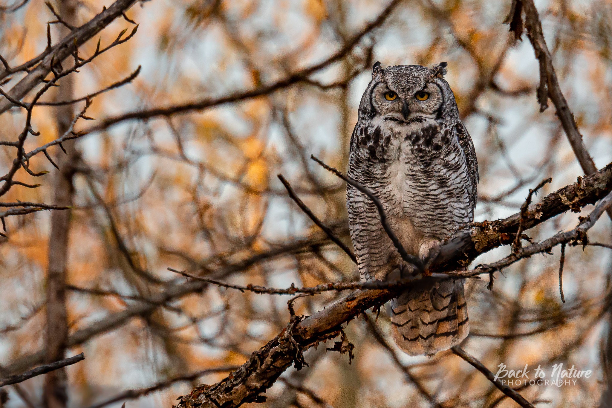 "Camouflaged" Great Horned Owl Classic Leggings