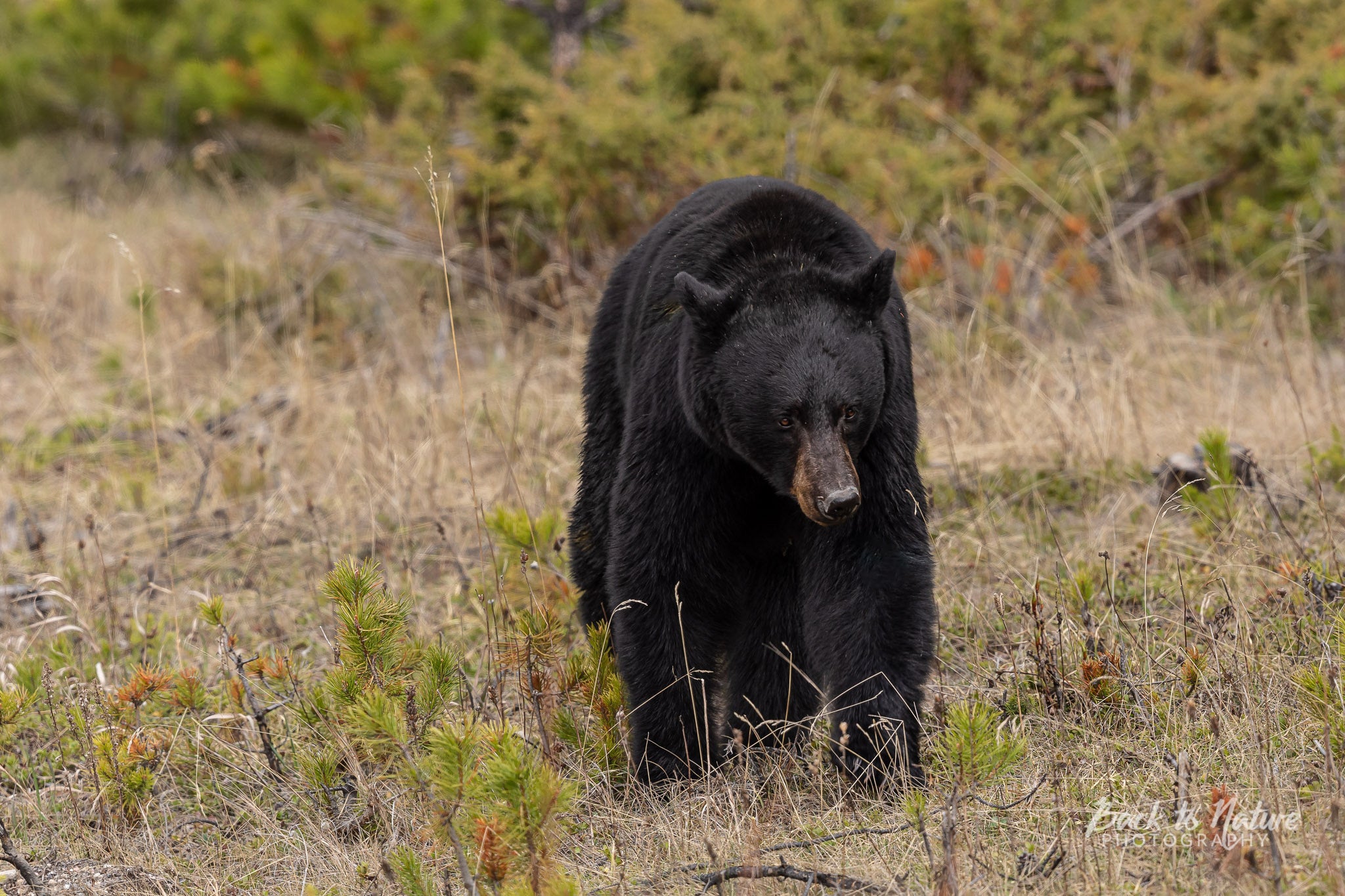"Movin' On" Black Bear Classic Leggings
